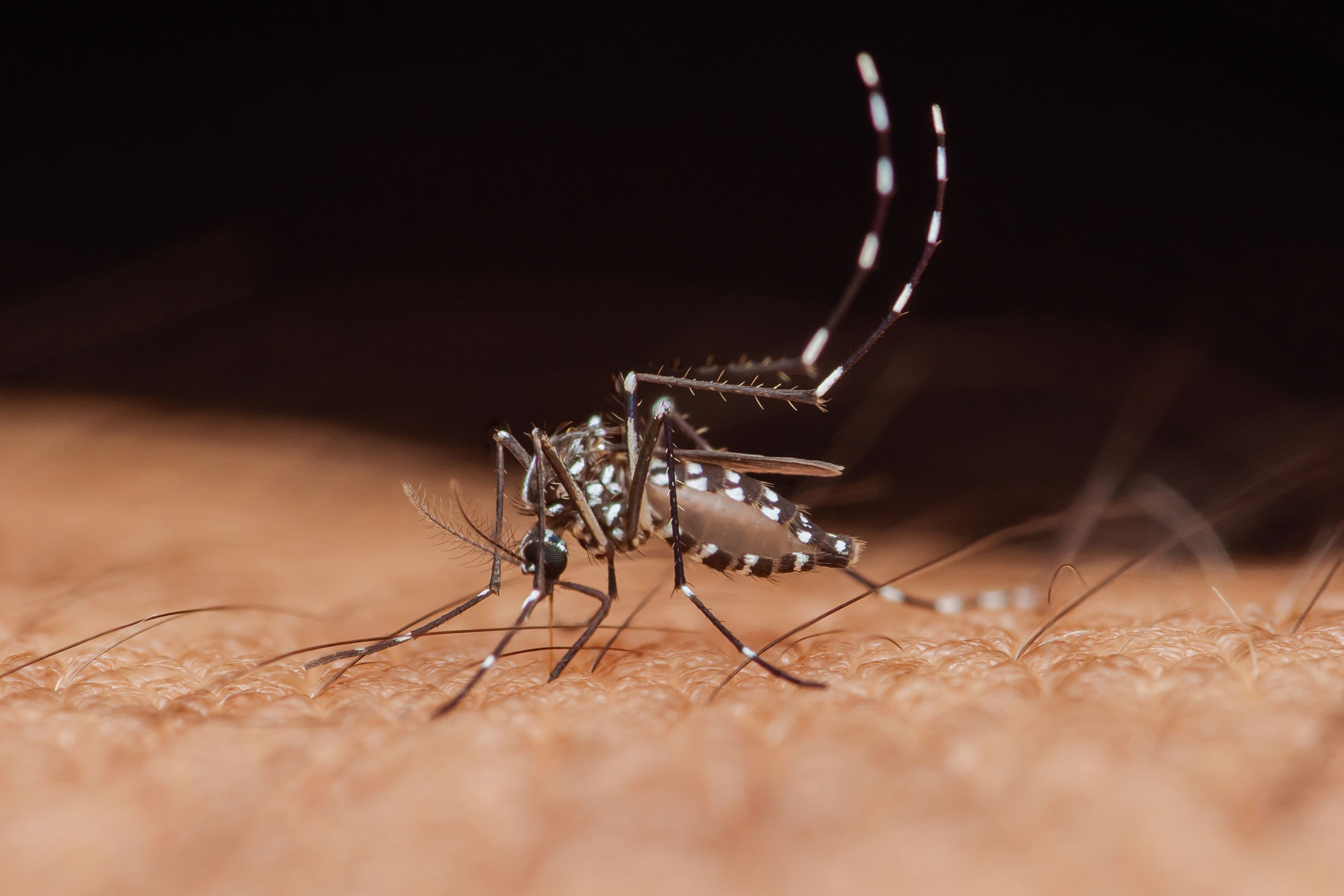 zanzara aedes