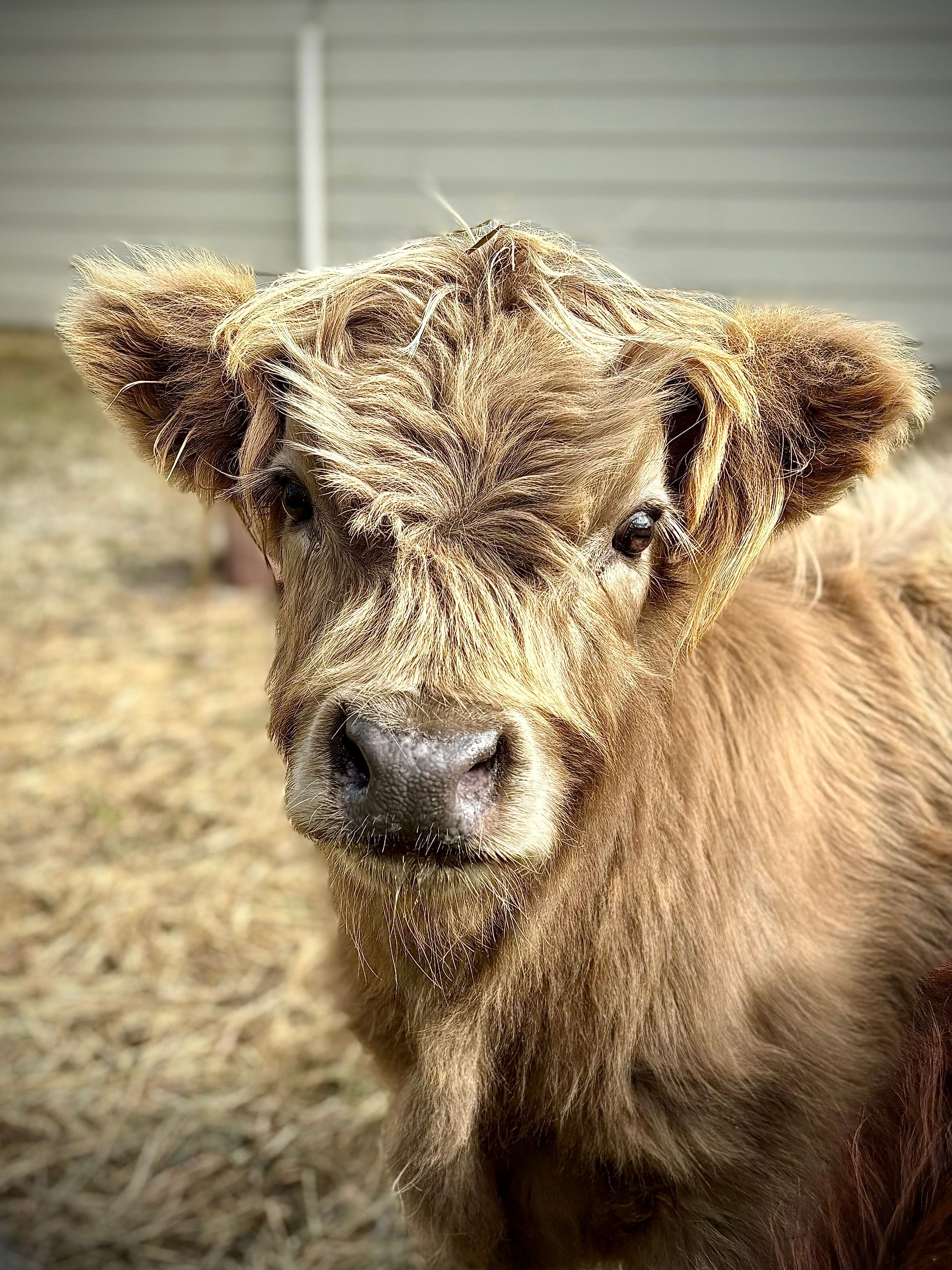 Mini Cooking Cattle The Ultimate Guide to Affordable Mini Highland Cattle in the USA