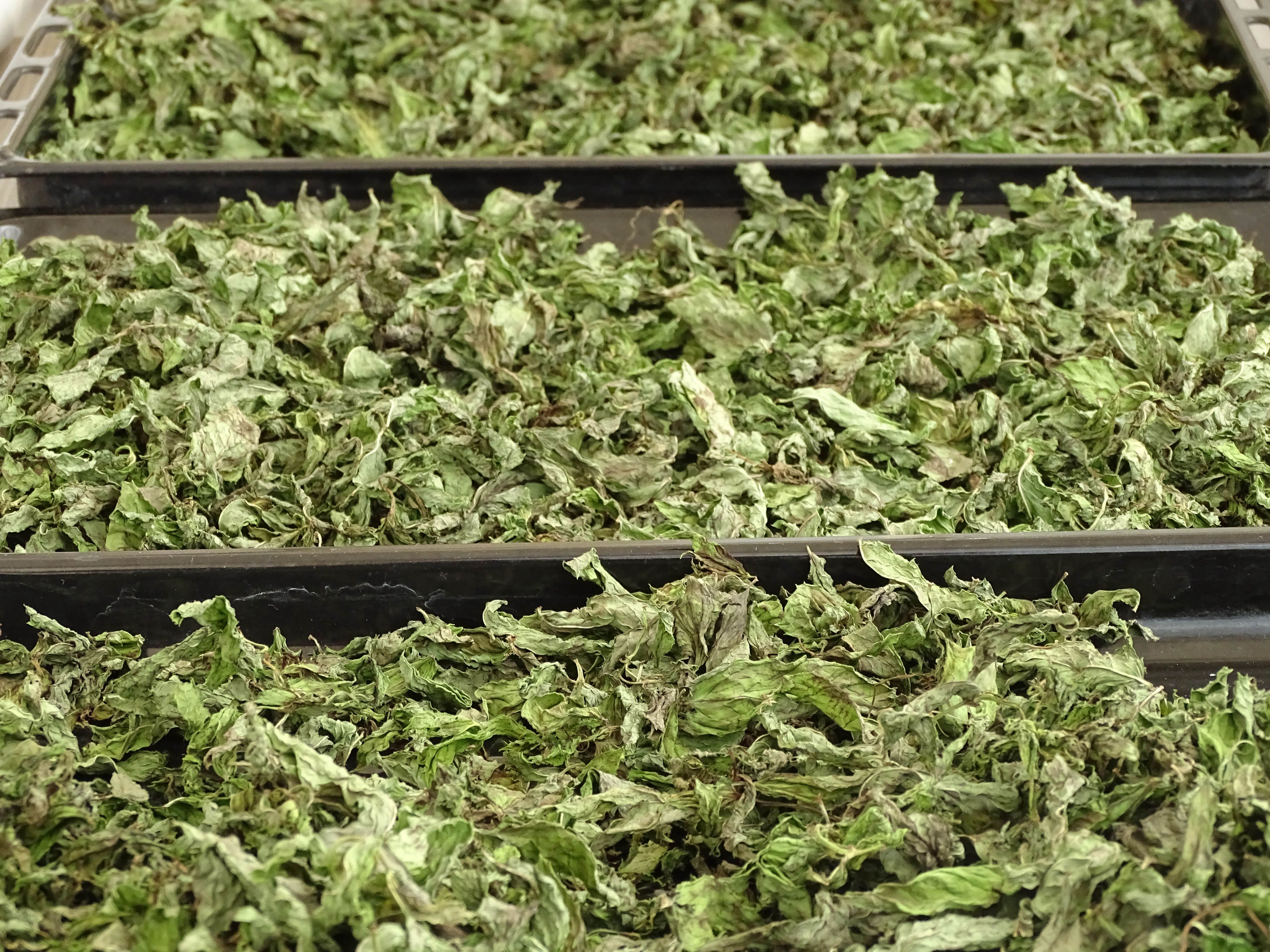 drying mint at home, dried mints in big trays, drying mint, drying mint at home, dried mints in big trays, drying mint,