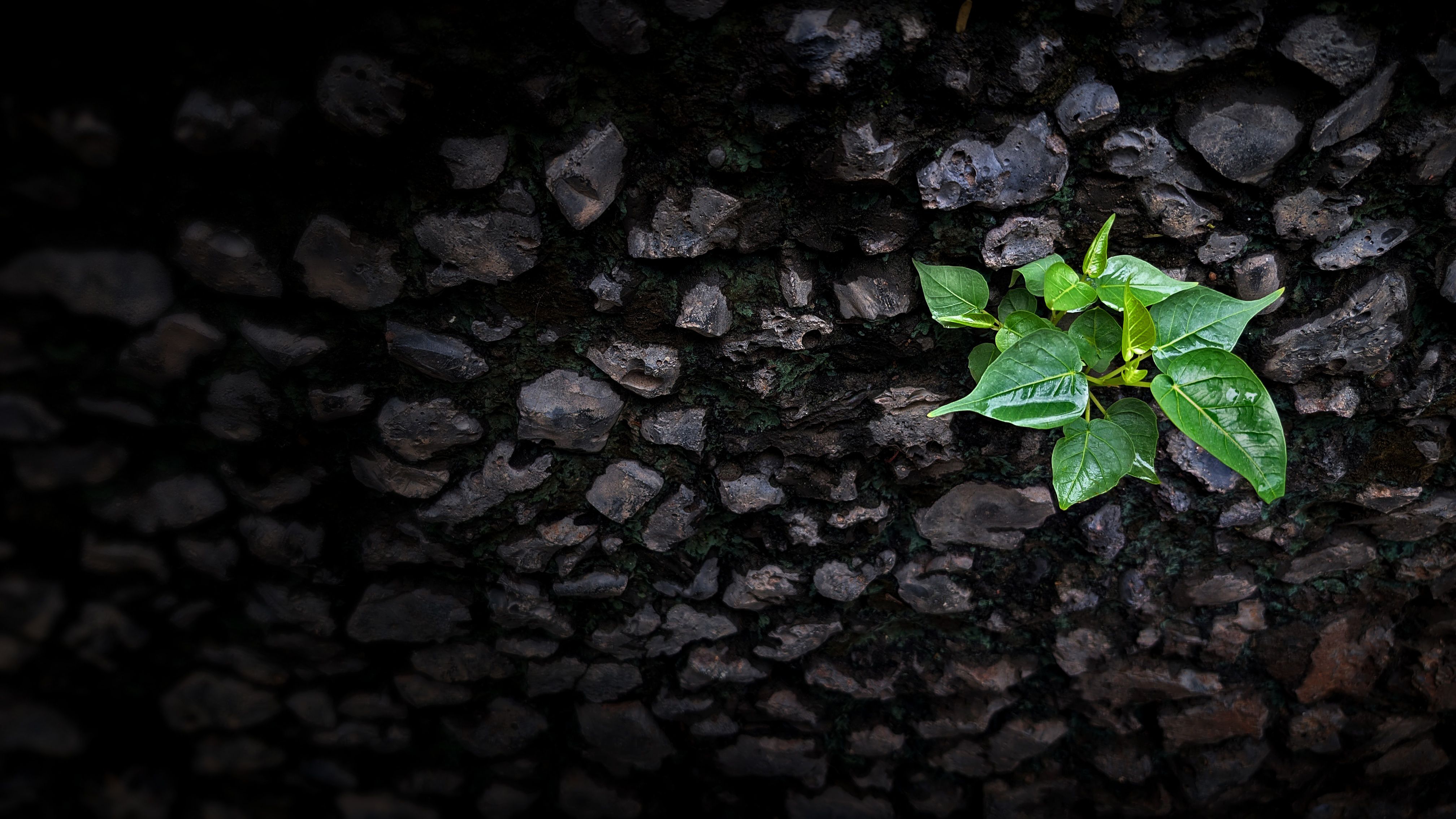 environmental conservation mining