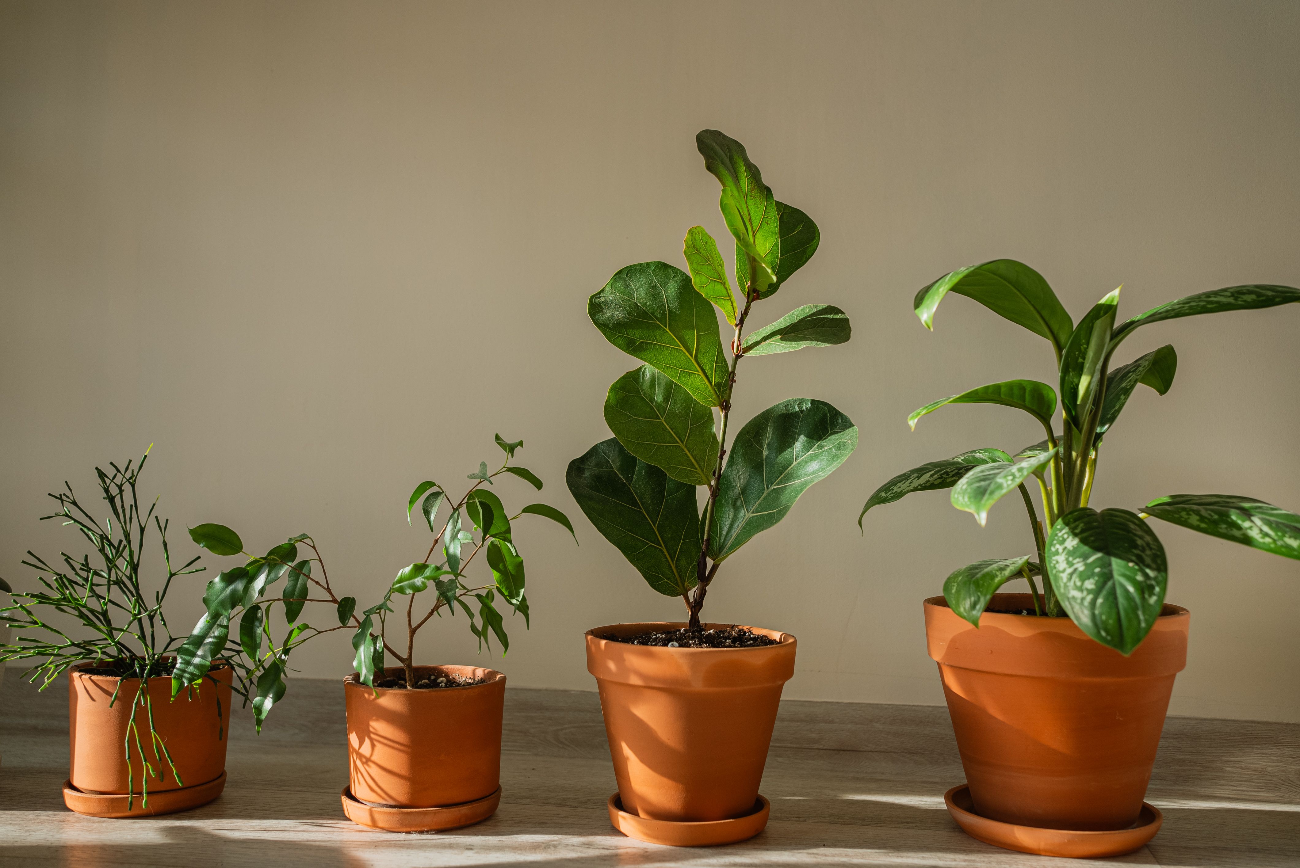 houseplants air purification