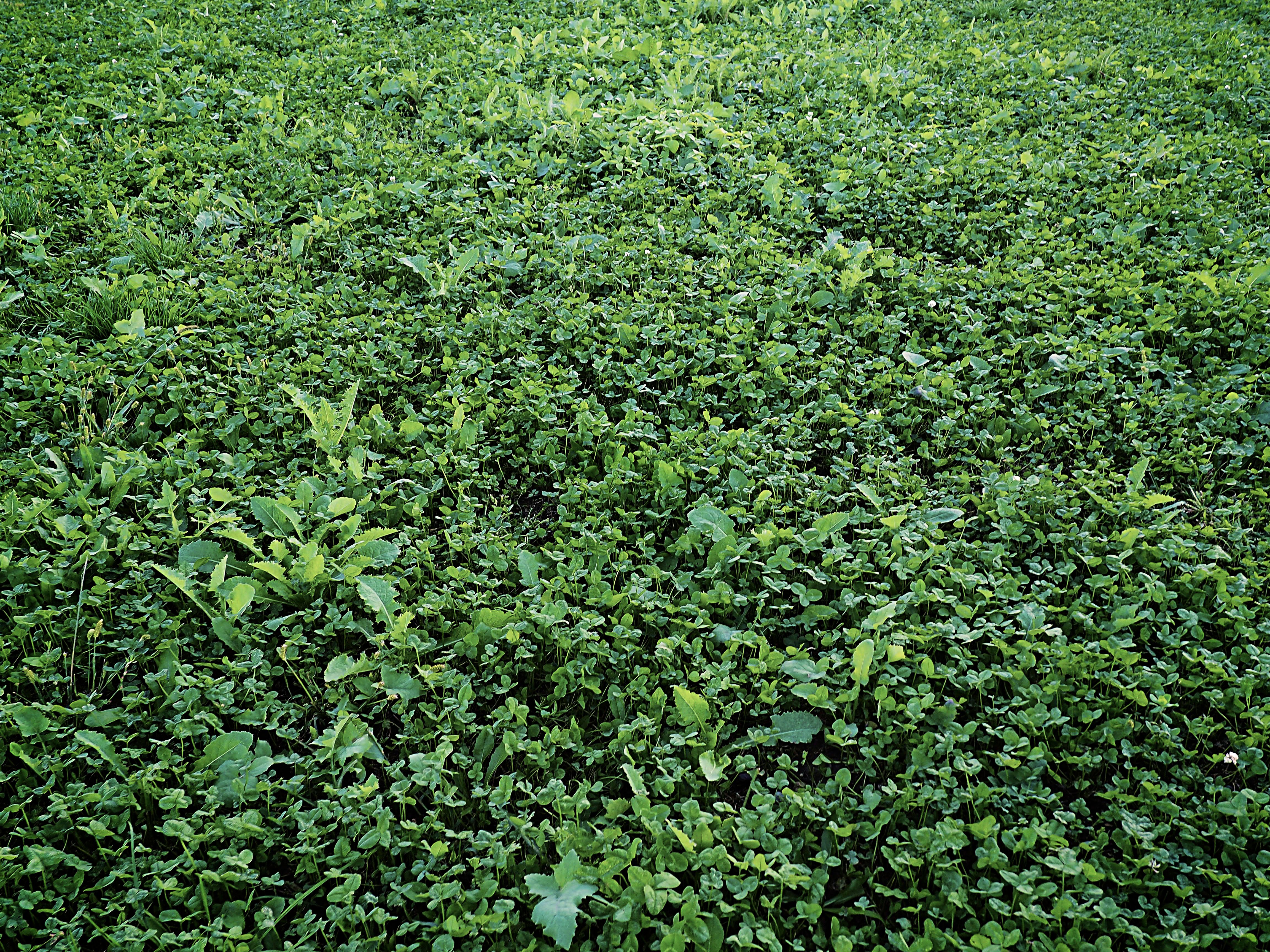Clover field Clover field
