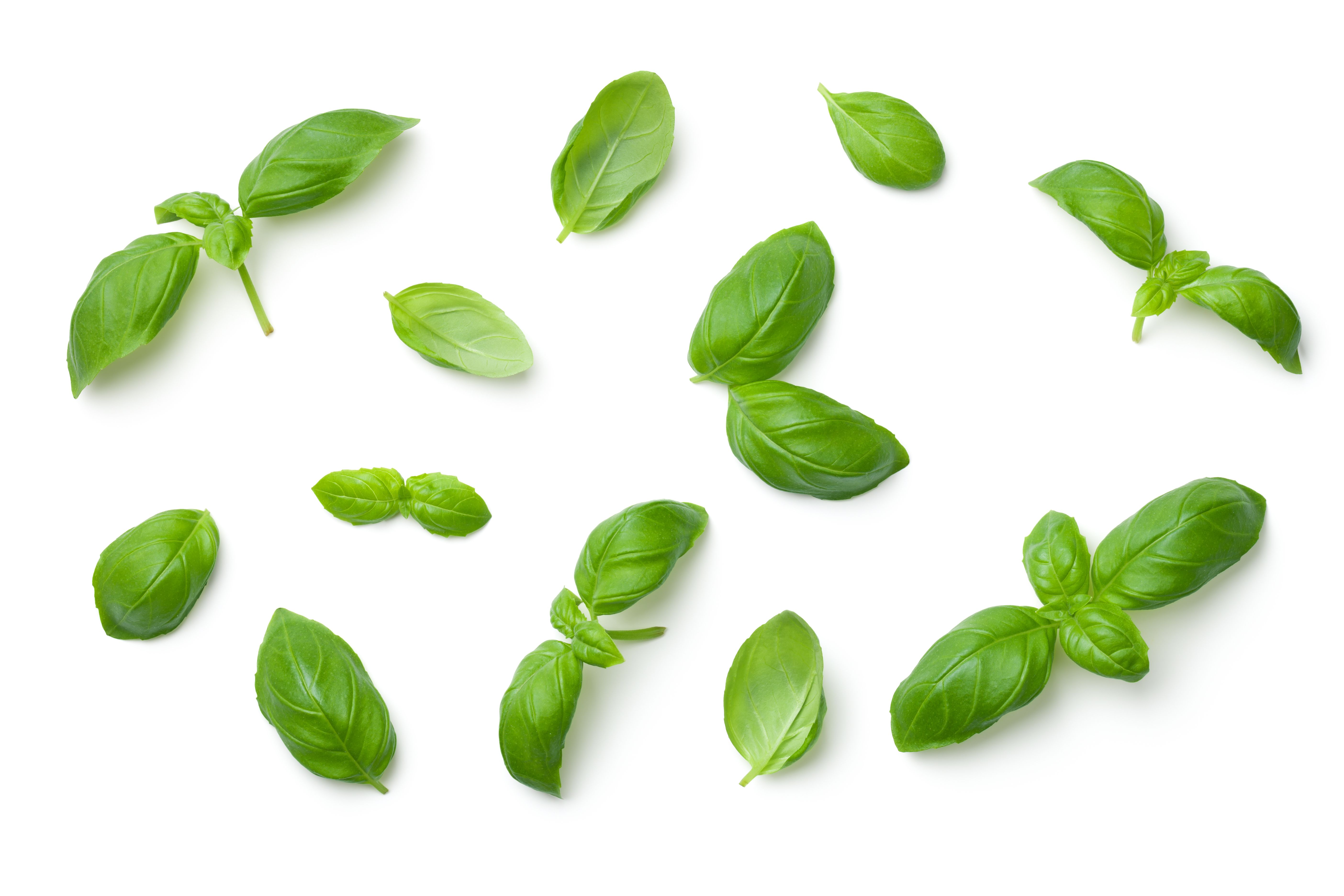 fresh basil leaves