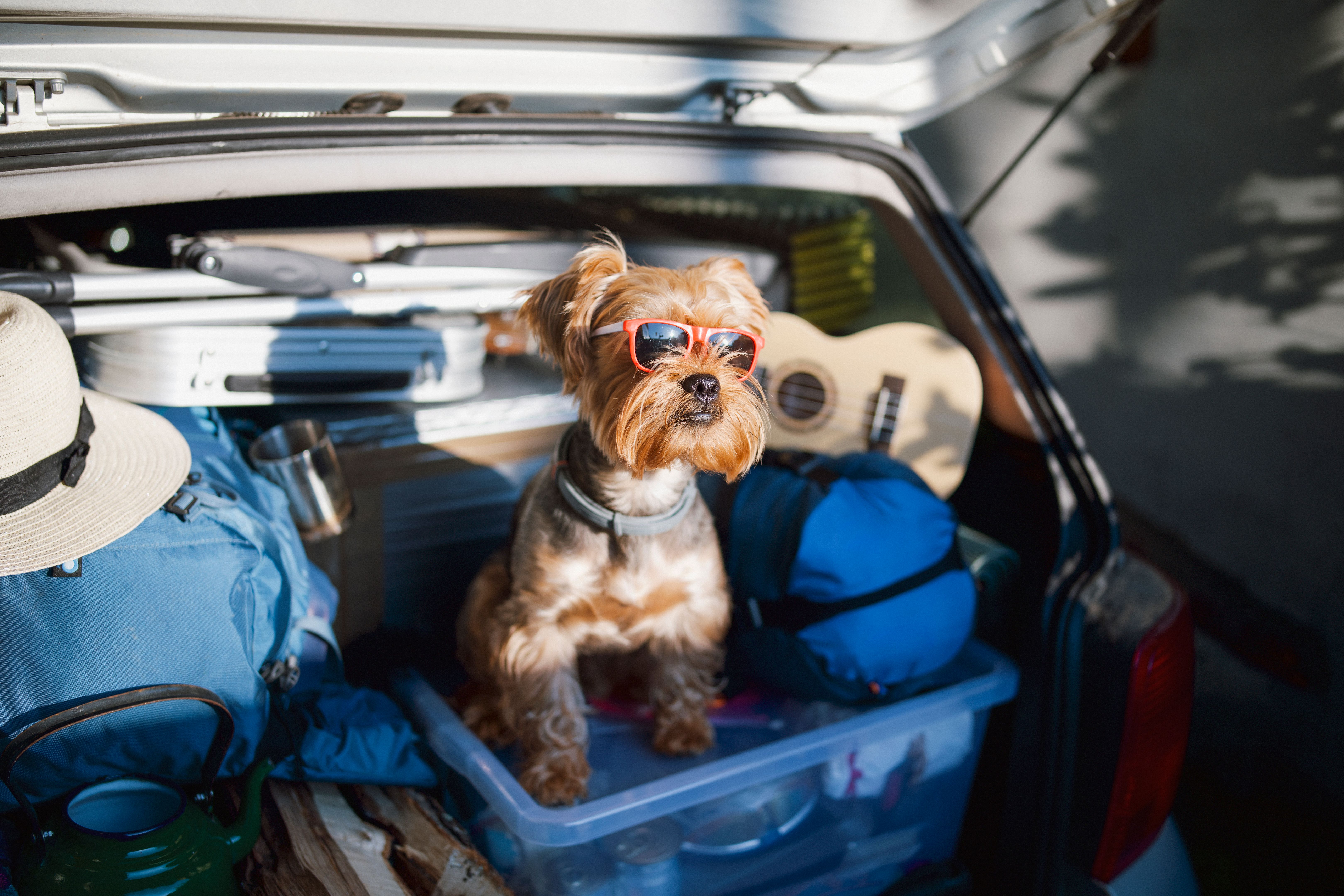 pet travel tips