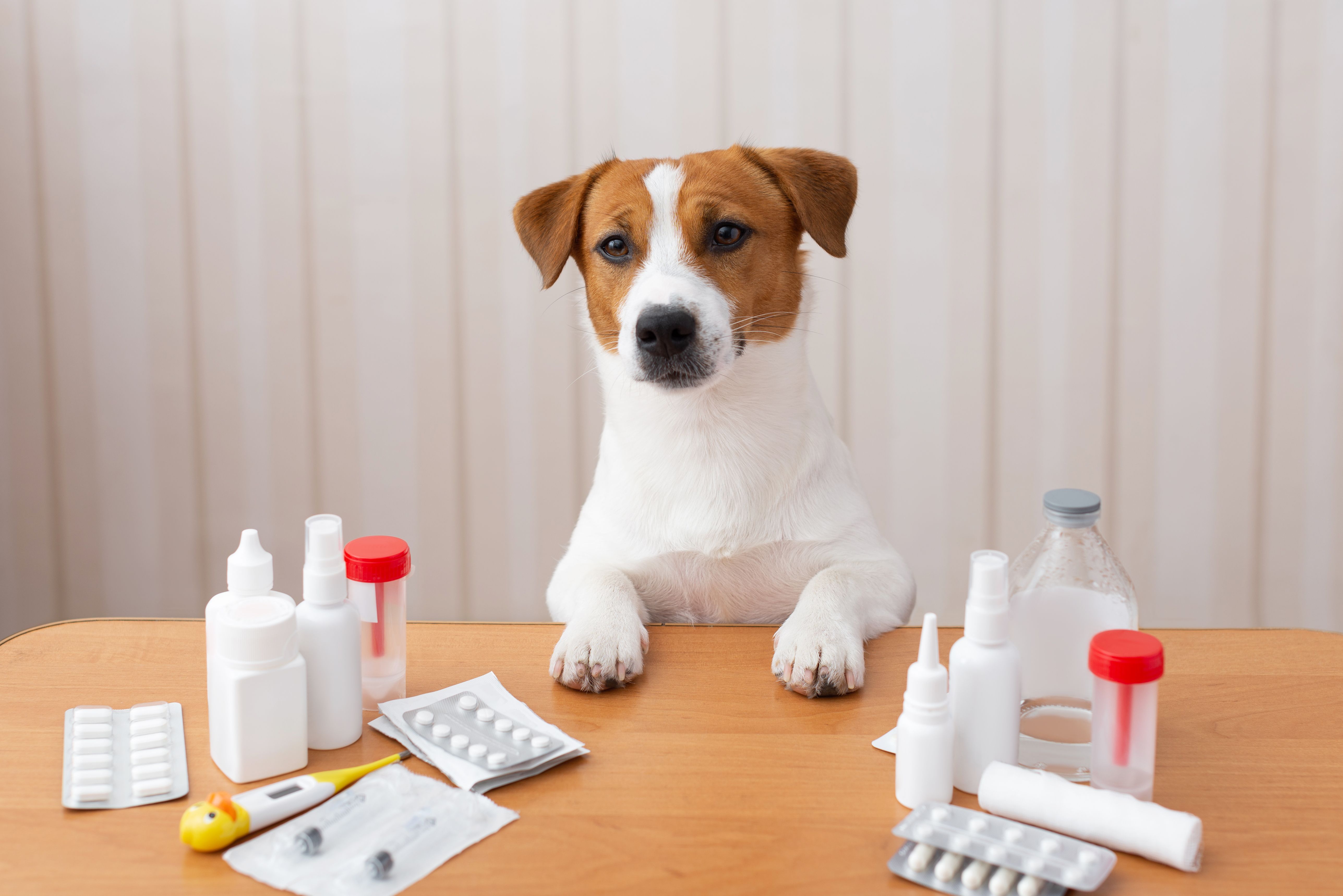 dog health check