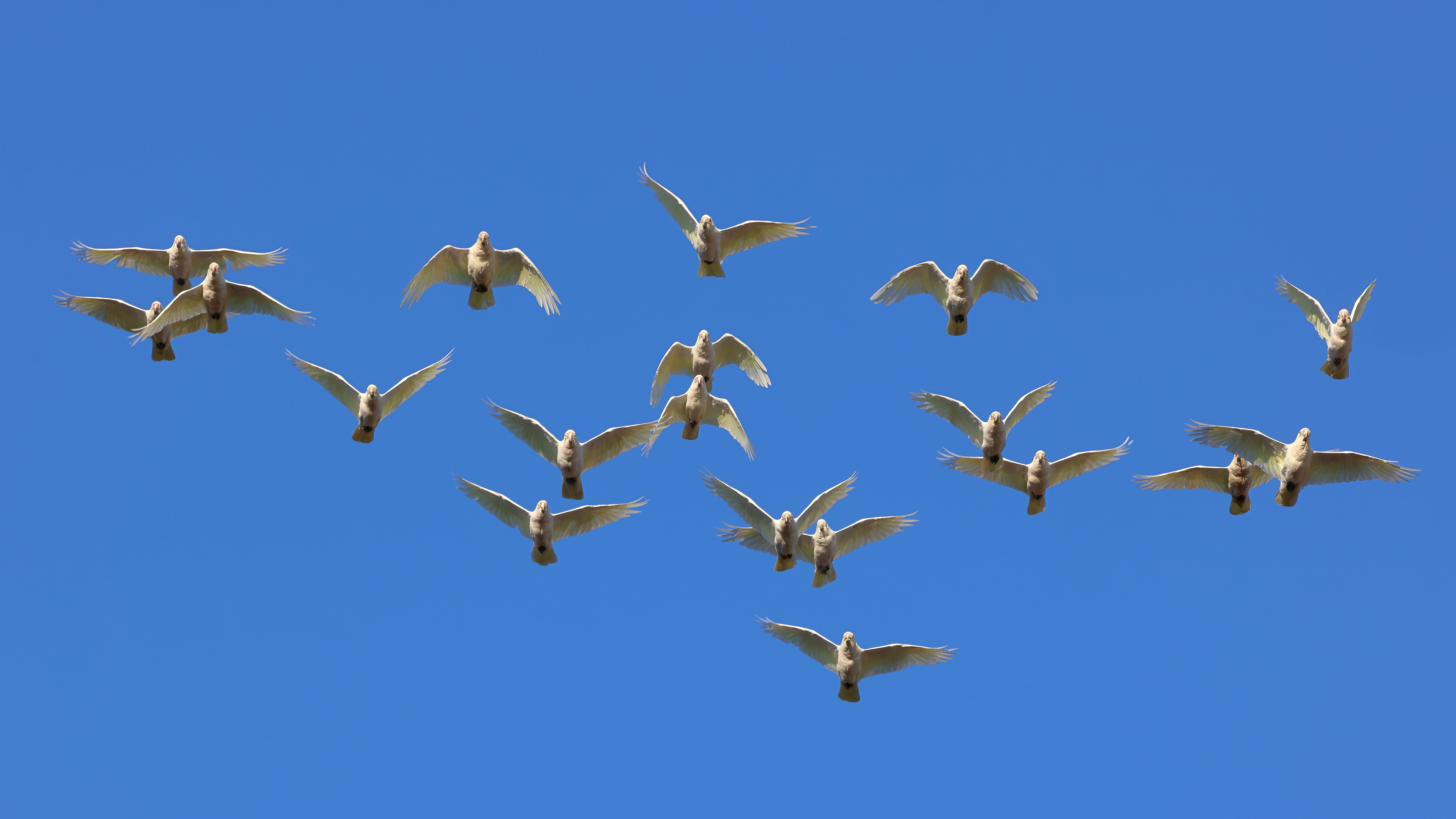 A flock of Western Corellas (white and yellow cockatoos or parrots) in flight, with a clear blue sky as the background