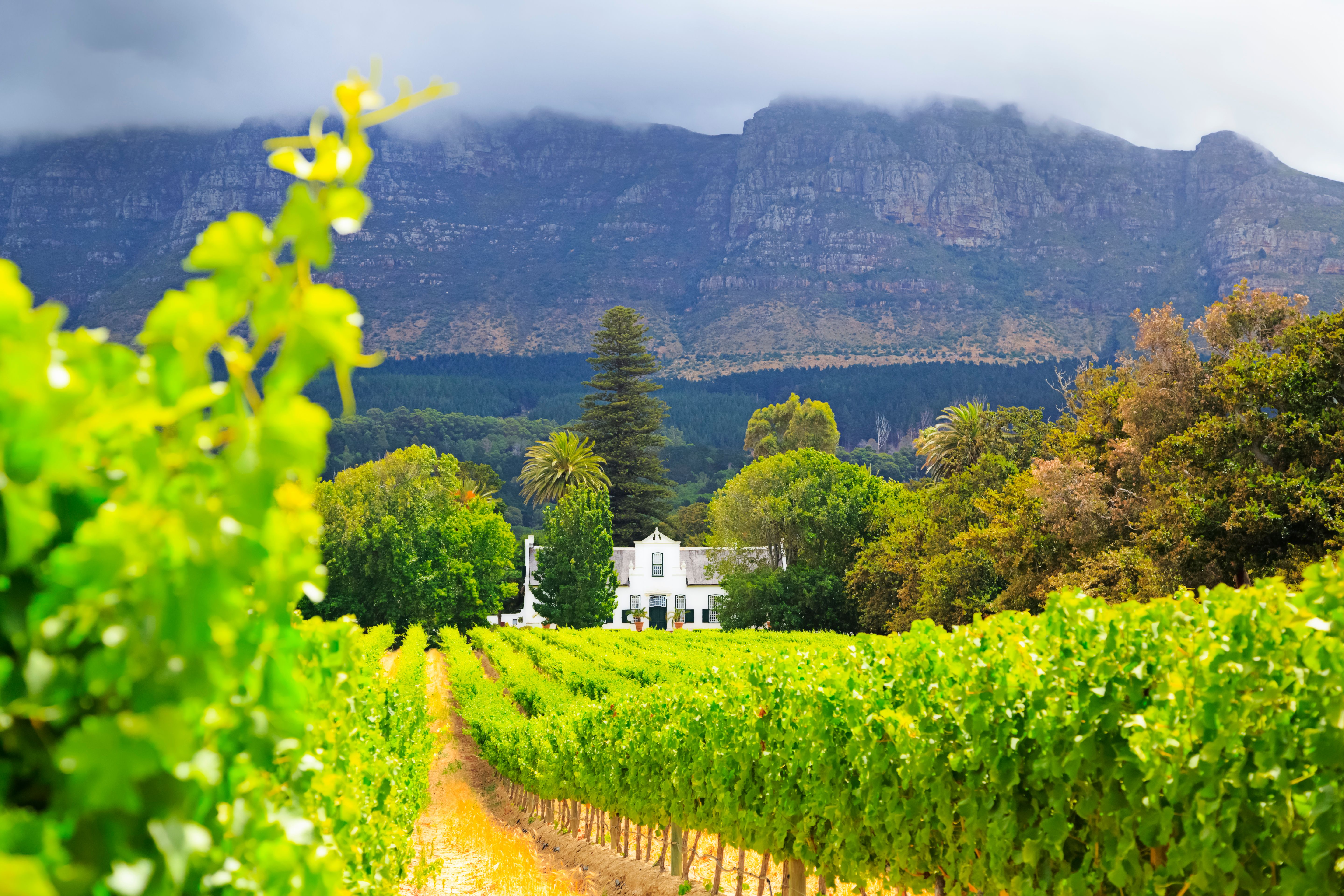 cape winelands