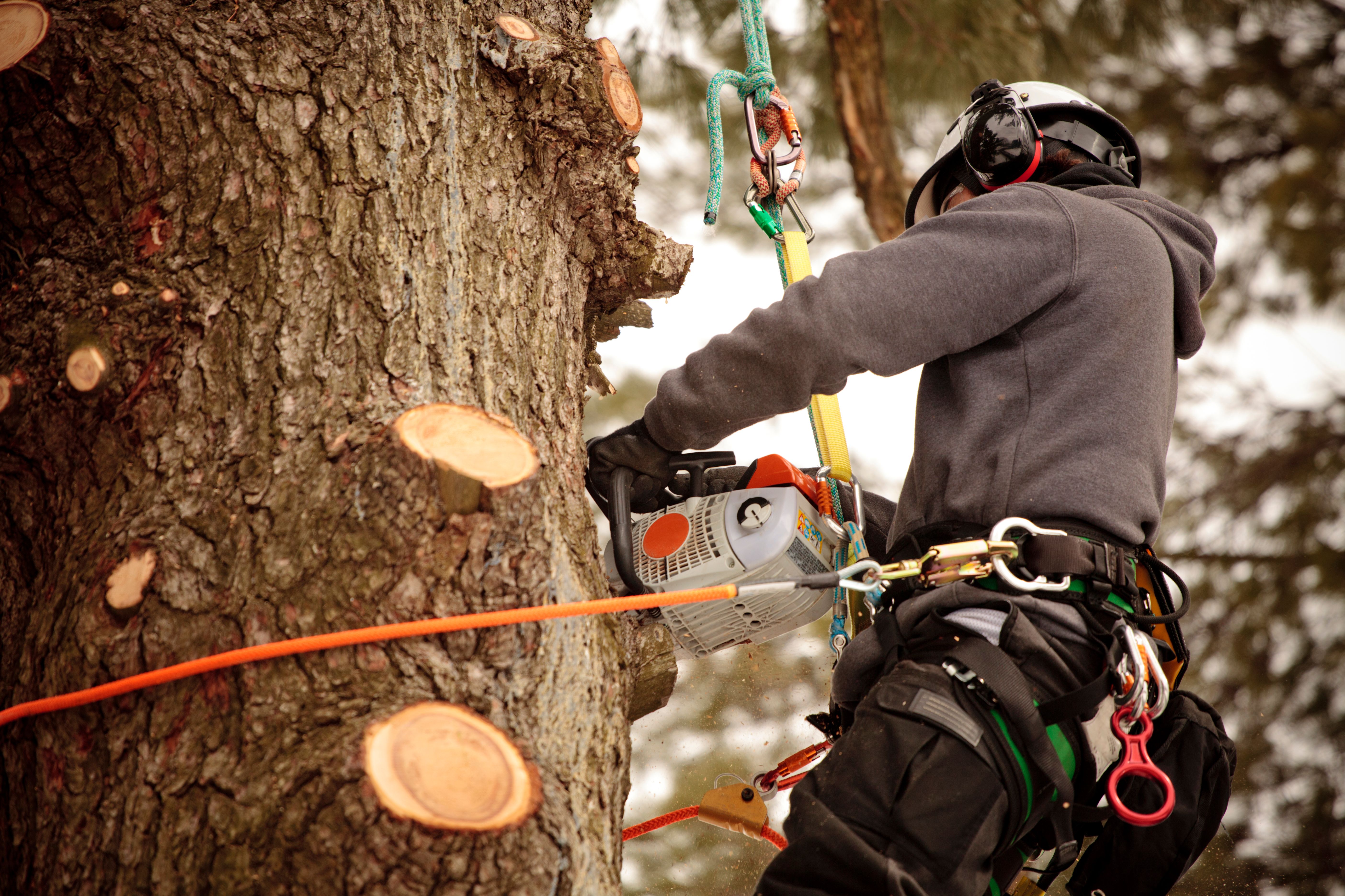 arborist tools