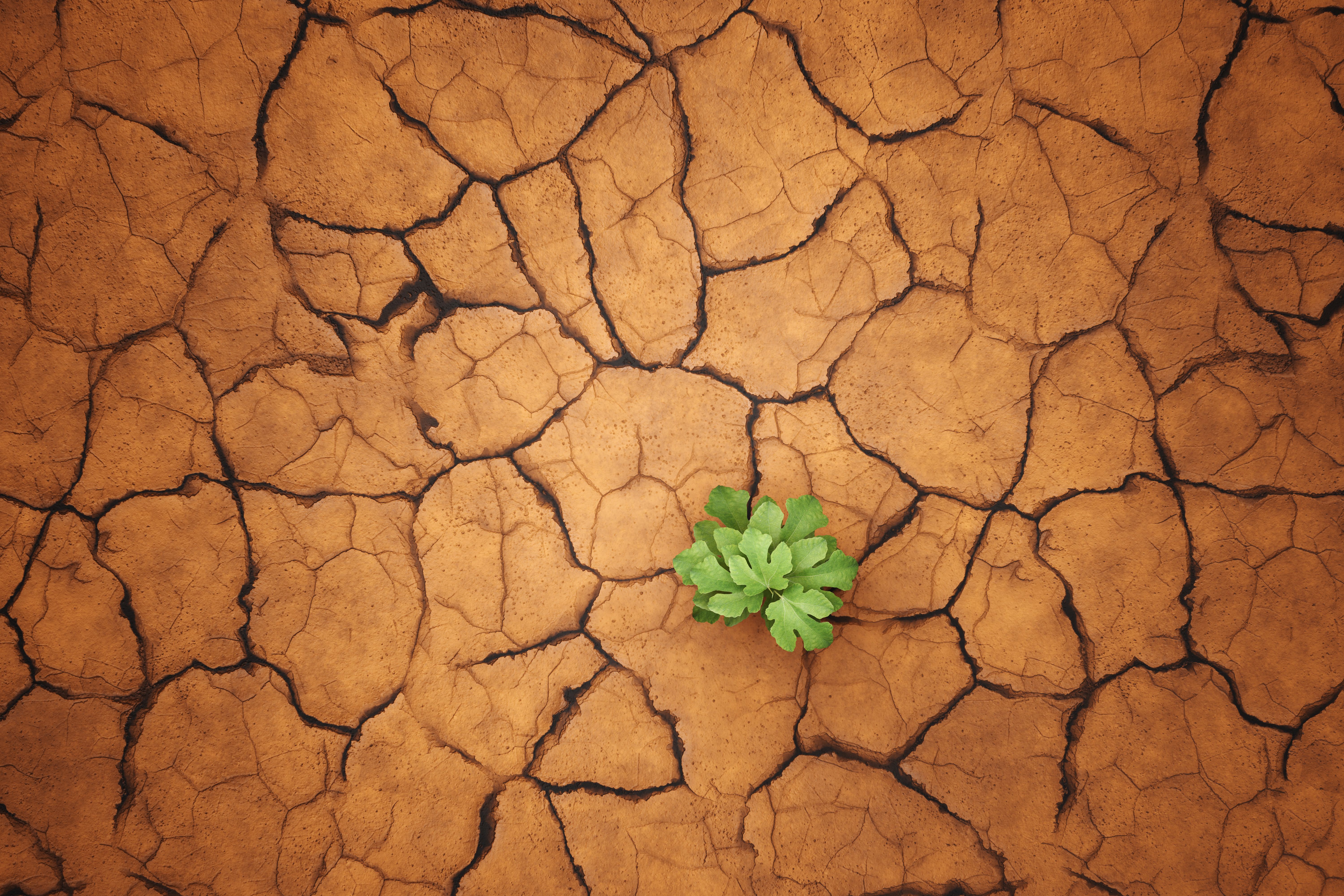 conservation efforts