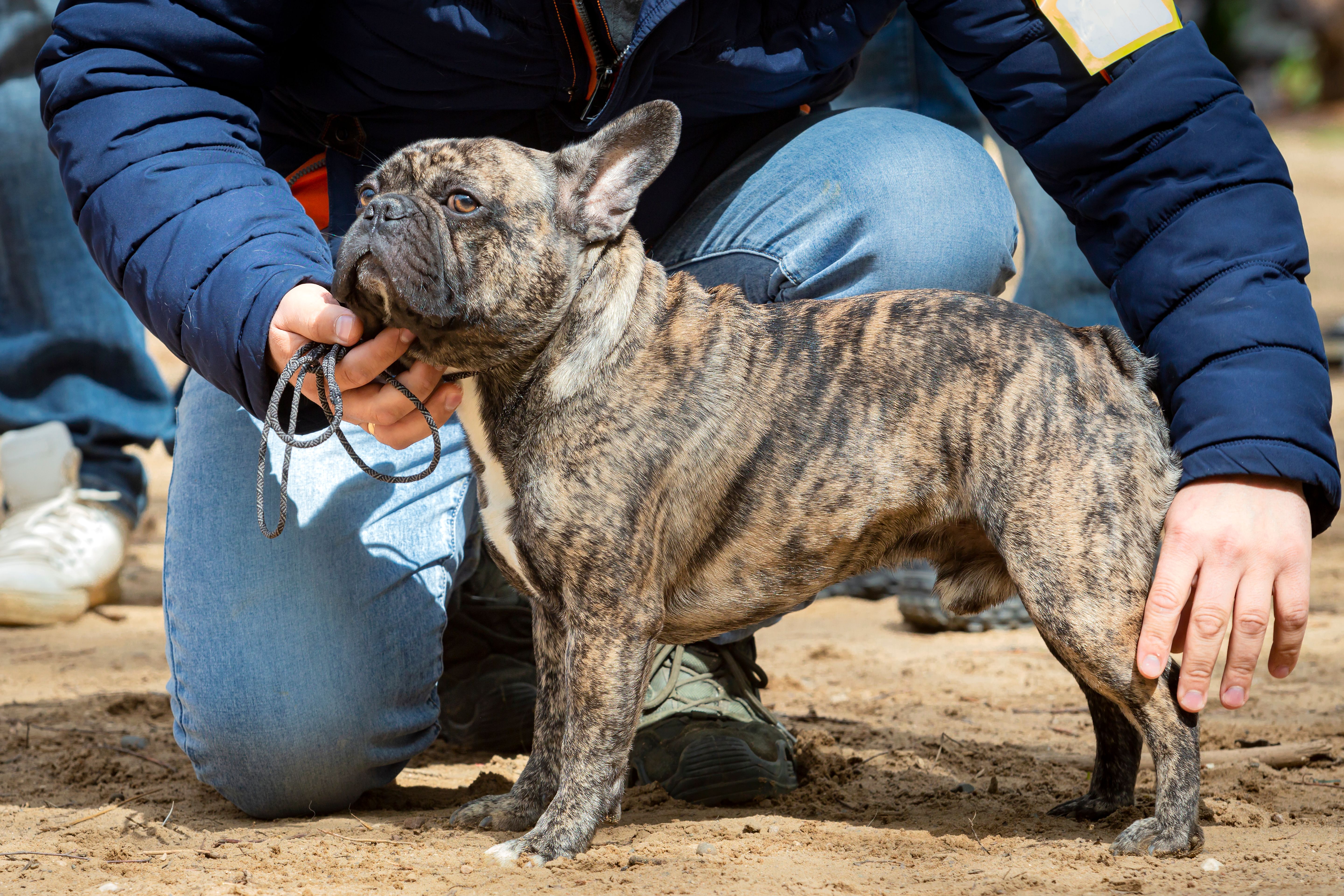 Handler demonstrates French bulldog stance in ring at dog show. Handler demonstrates French bulldog stance in ring at dog show.