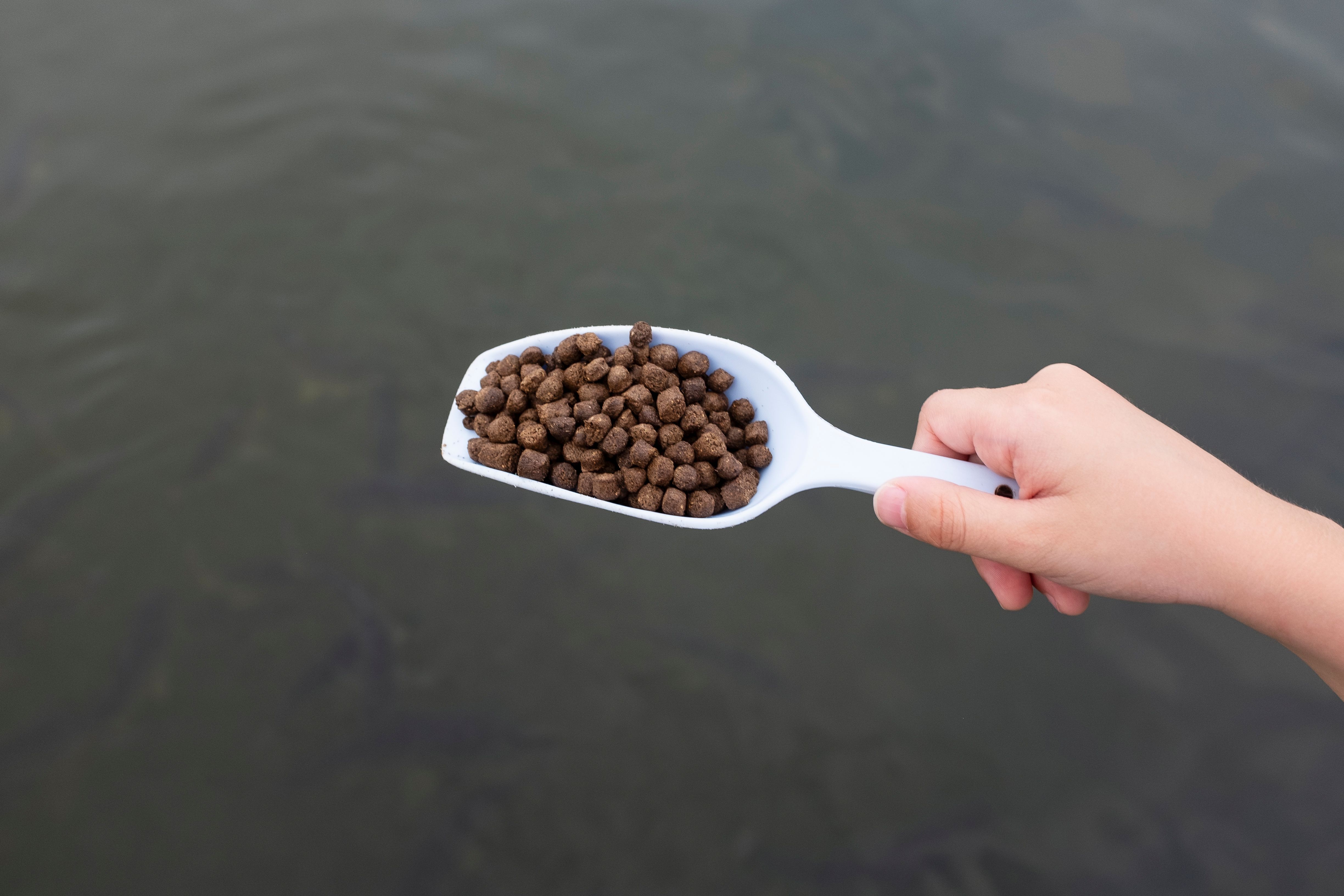 A child's hand is feeding fish.Animal feeding activities