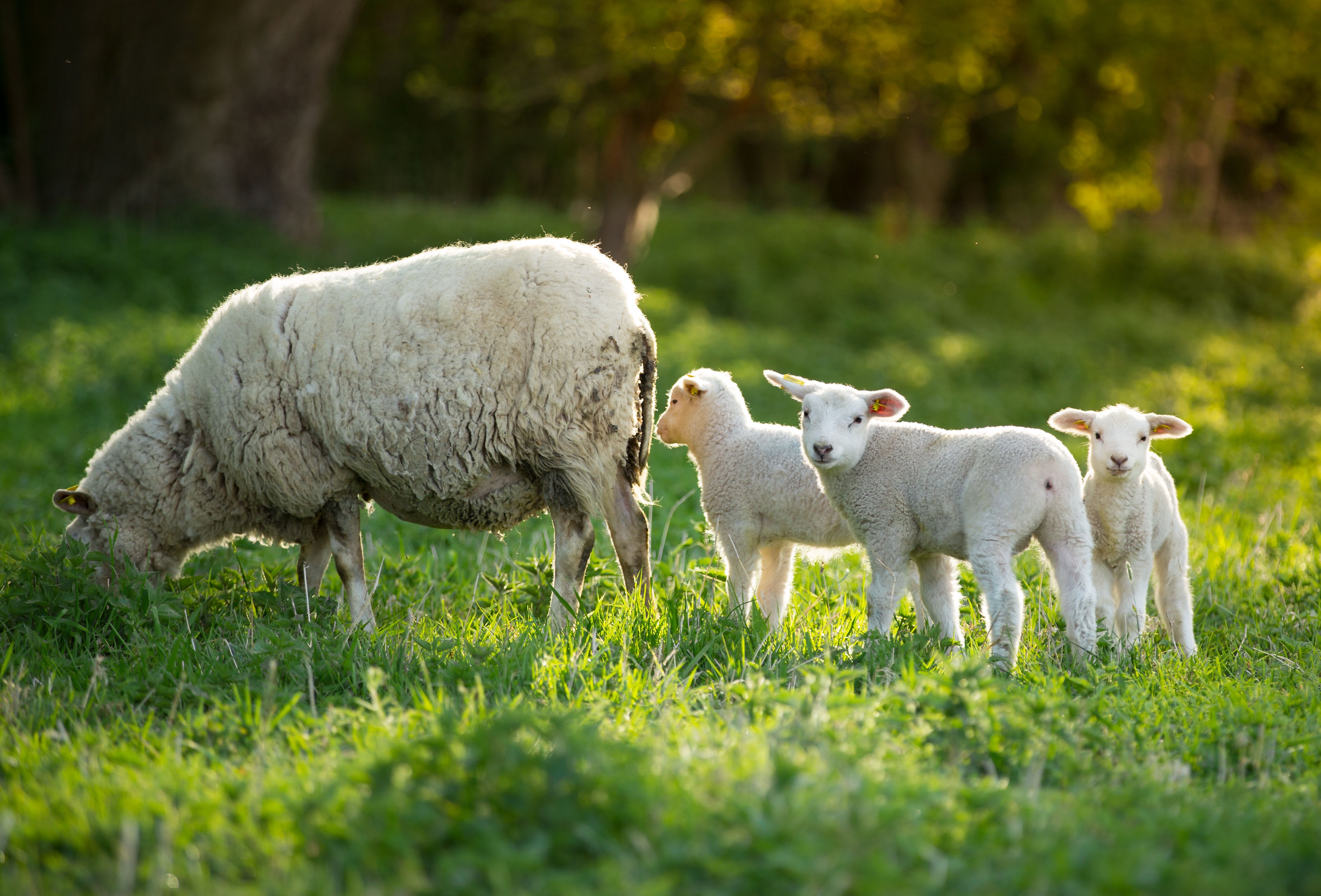 cute little lambs with sheep on fresh green meadow
