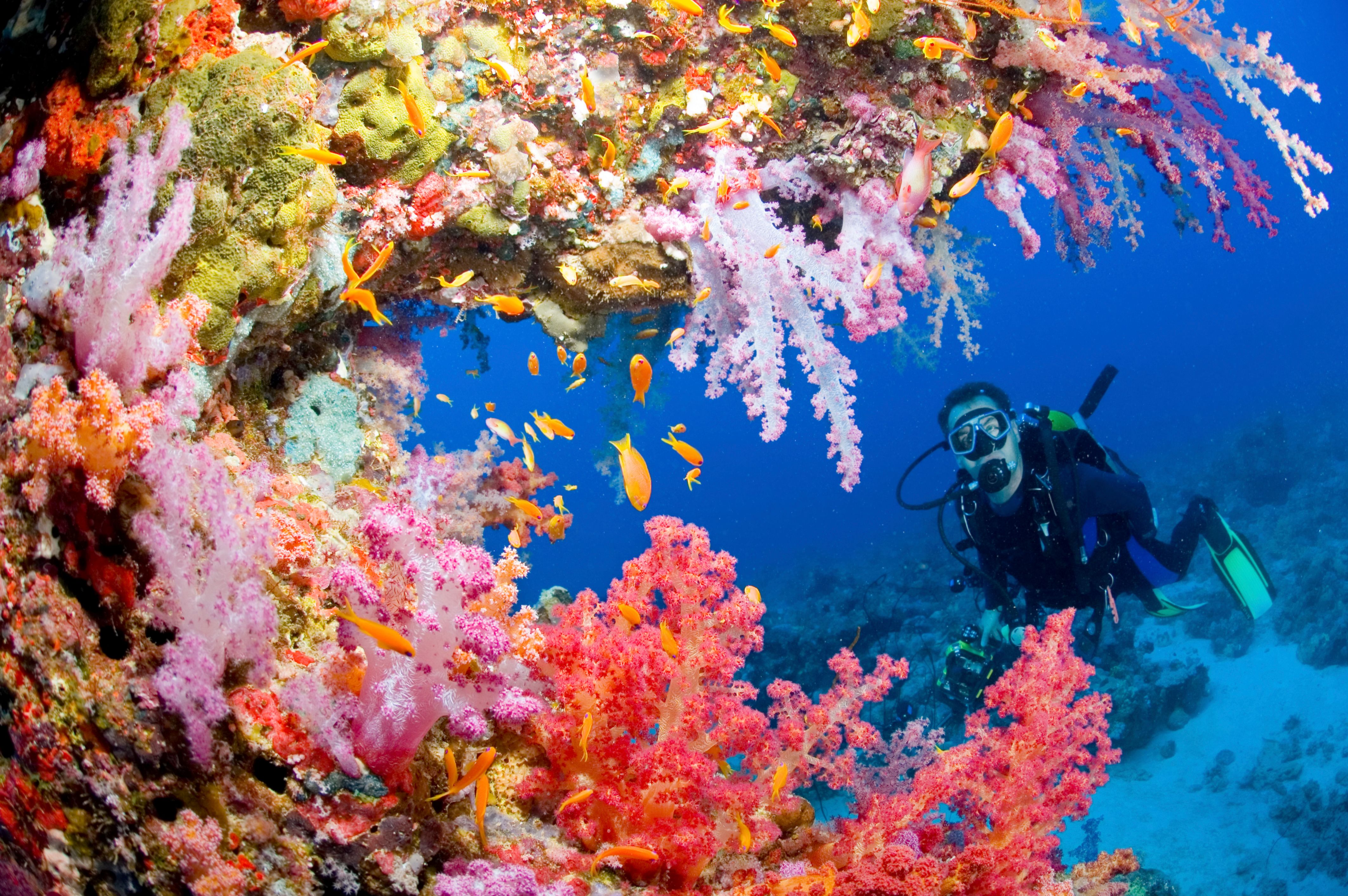 diver coral reef