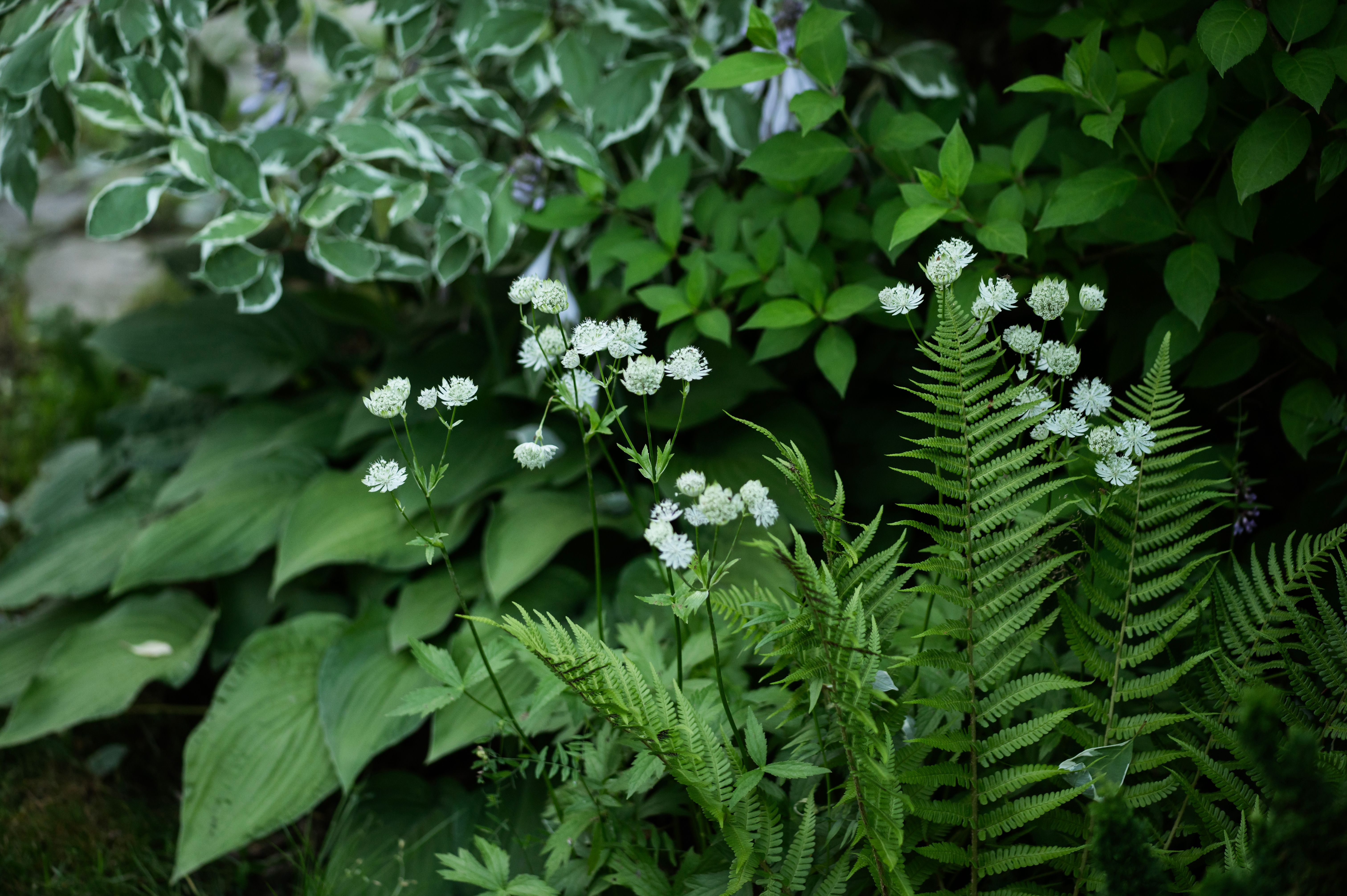 white astrantia blooming in summer garden, combination with male fern in shady place white astrantia blooming in summer garden, combination with male fern in shady place