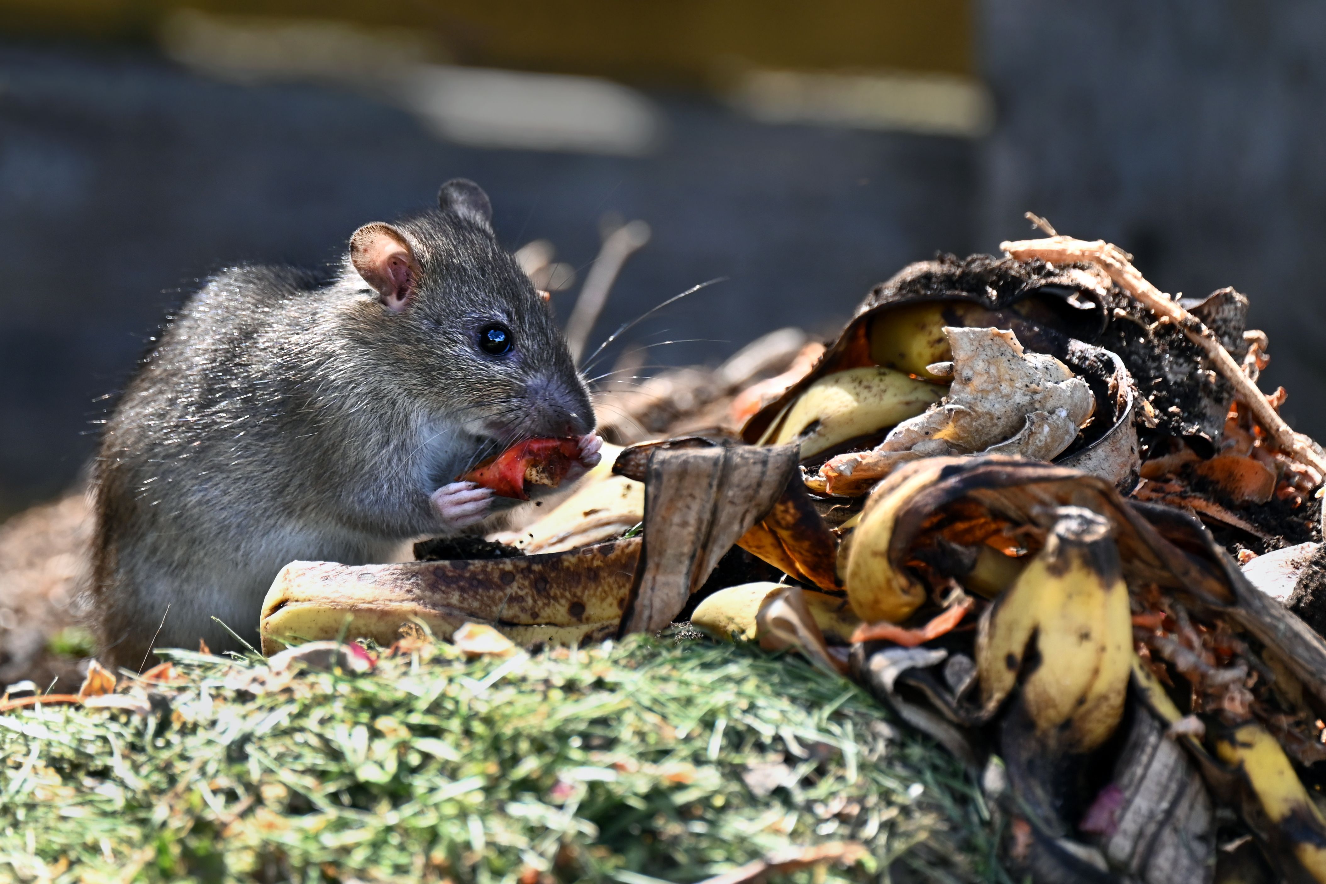 yard waste management