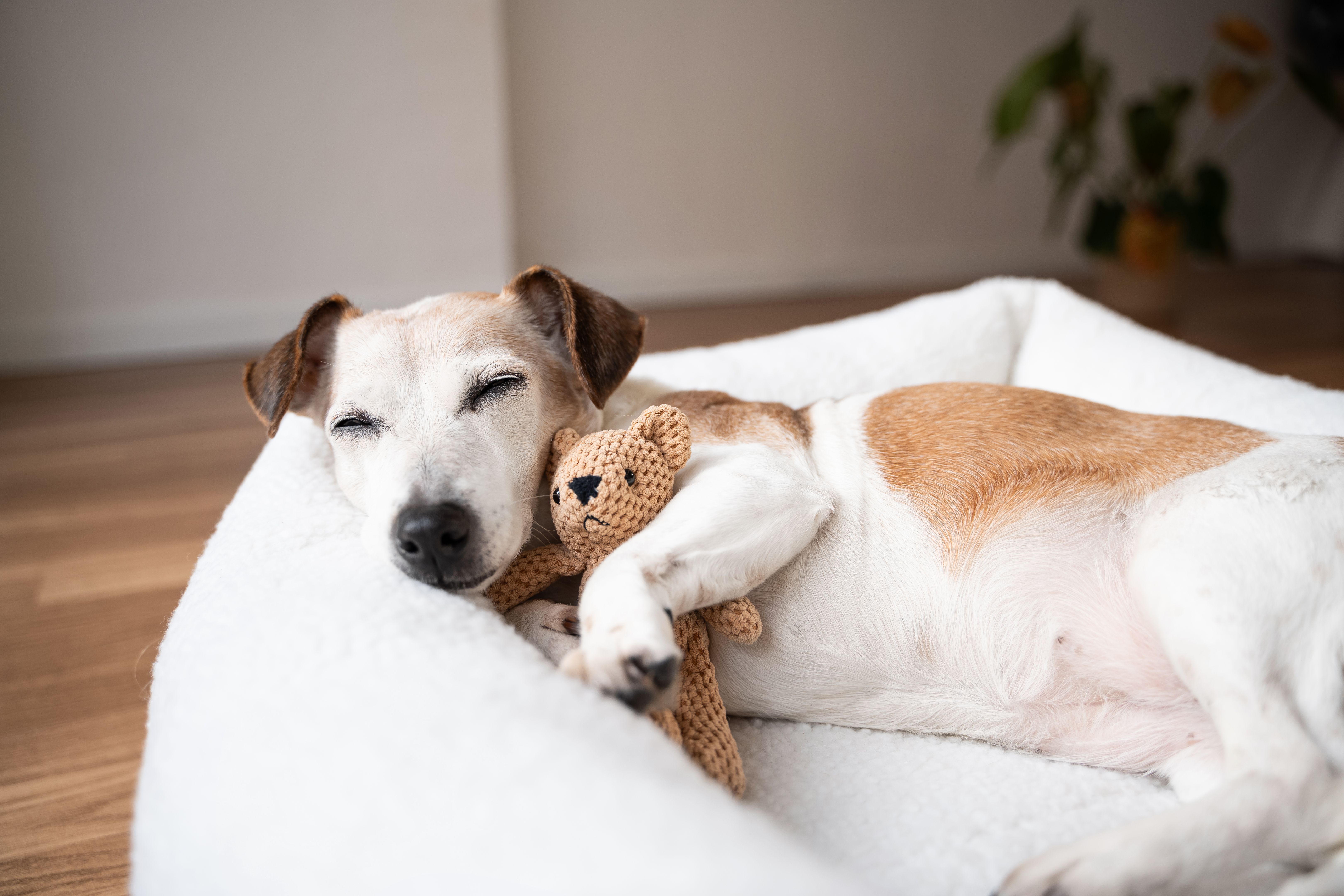 cozy pet bed