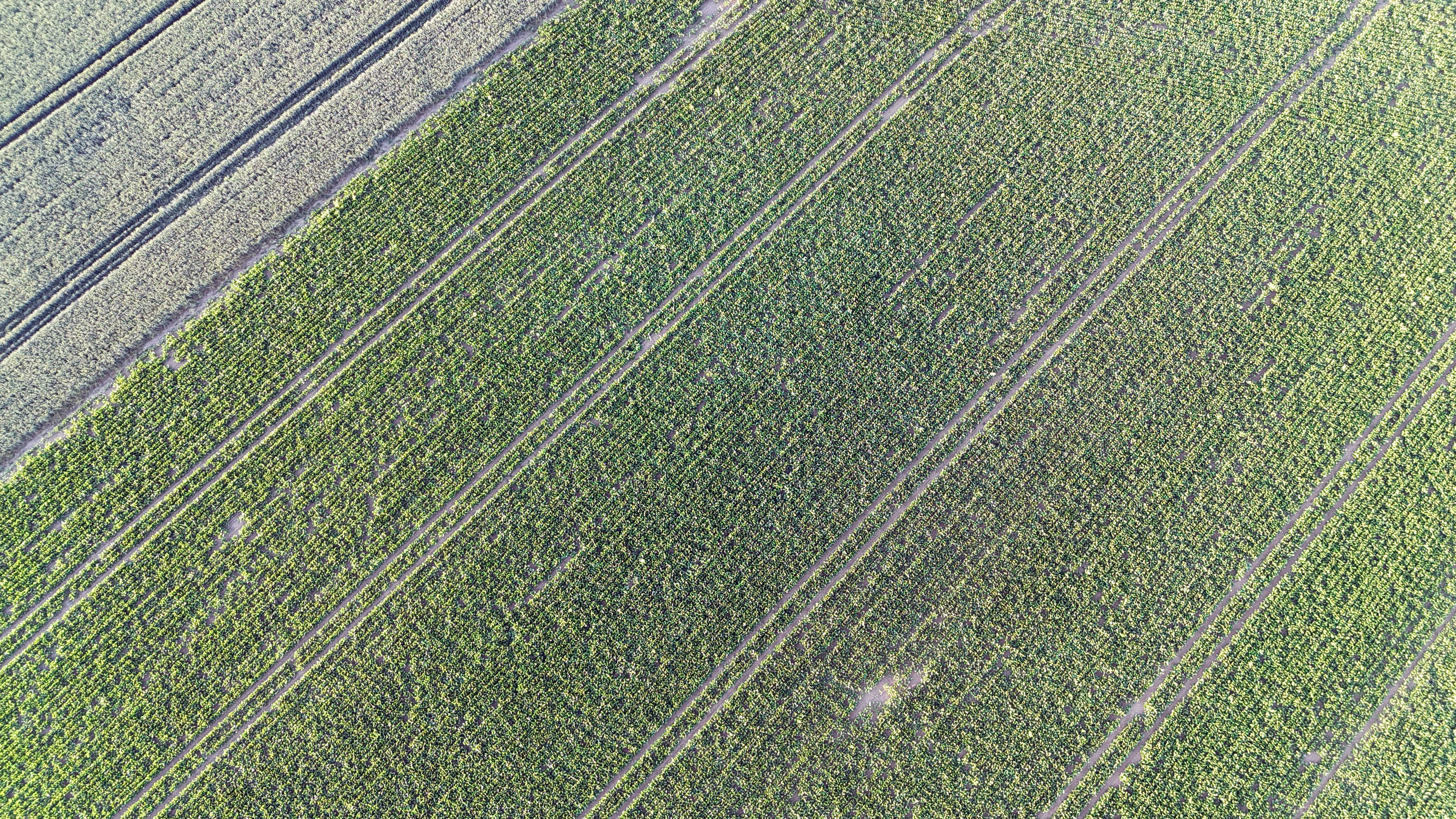 landwirtschaft felder
