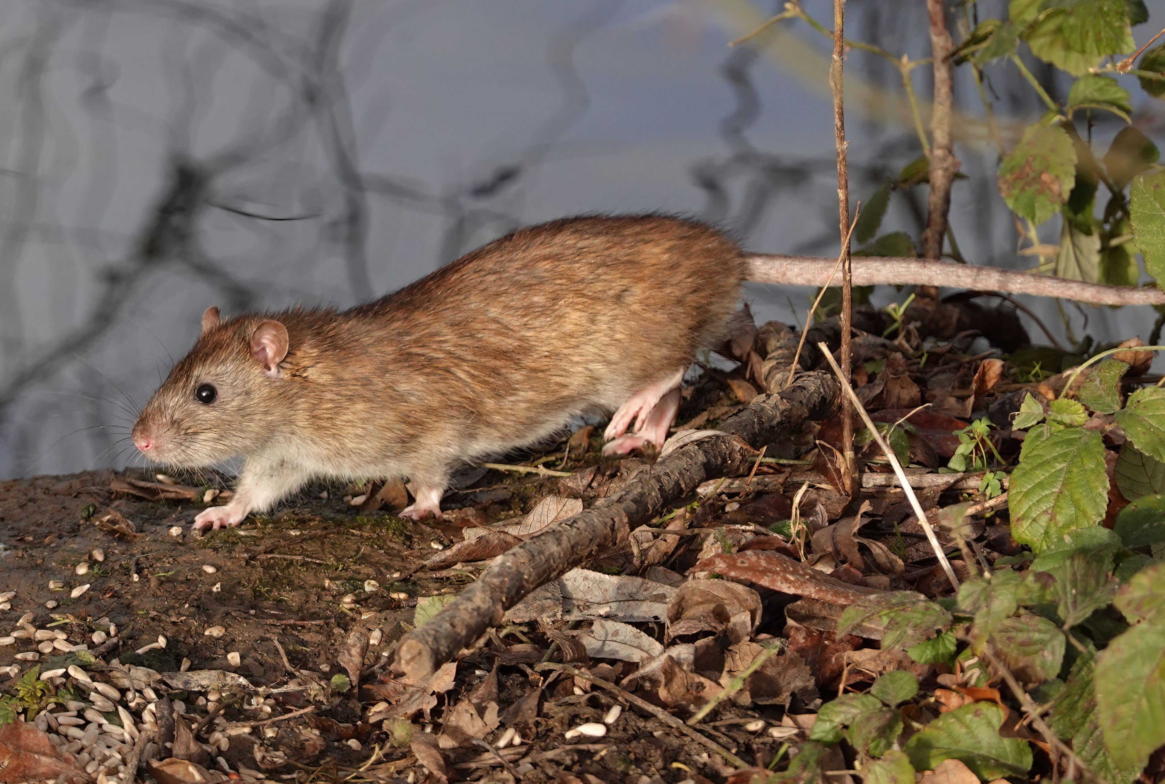 A brown rat, rattus norvegicus, scavenging for food at the edge of a lake in an English public park.