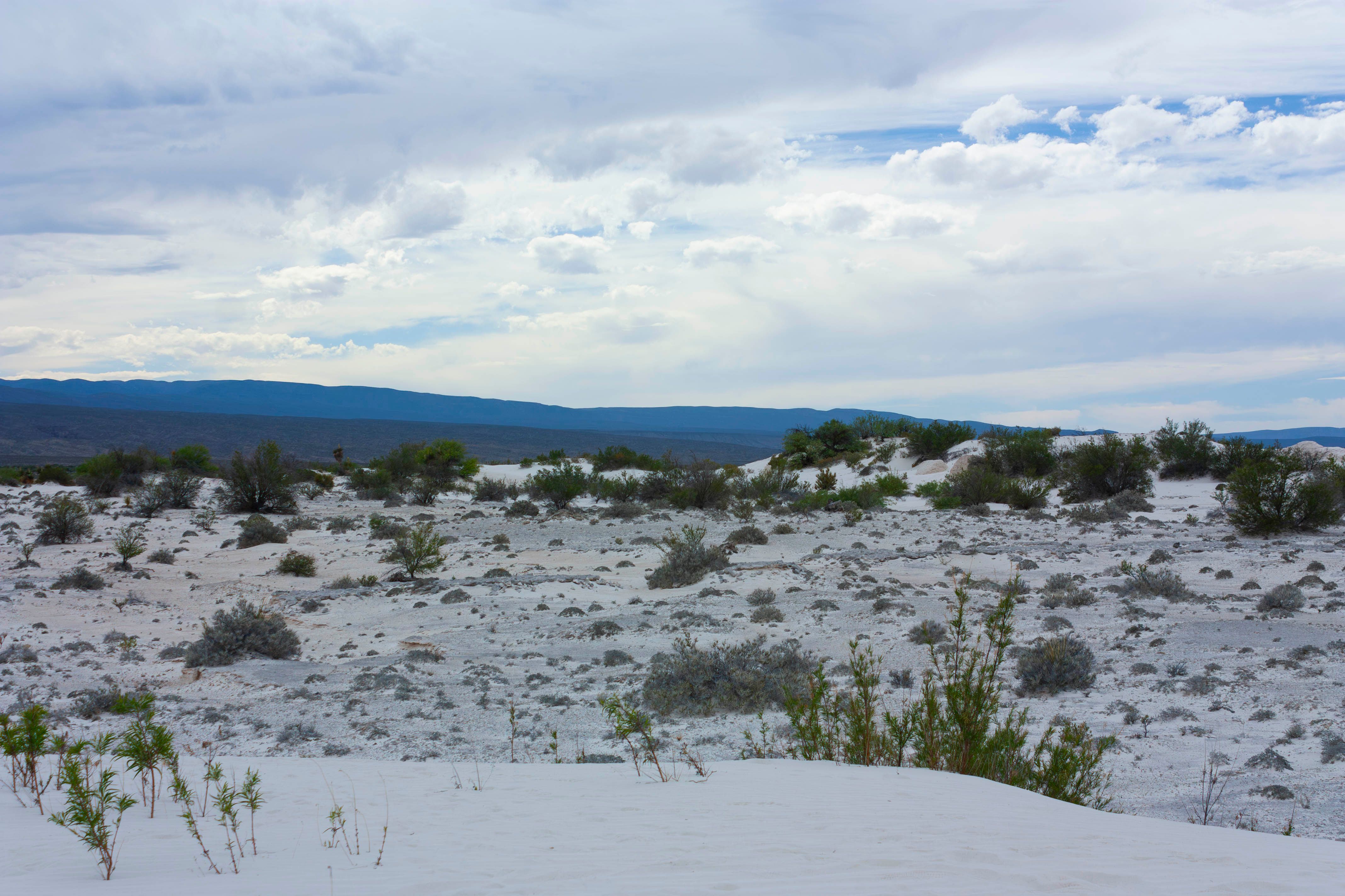 coahuila landscape