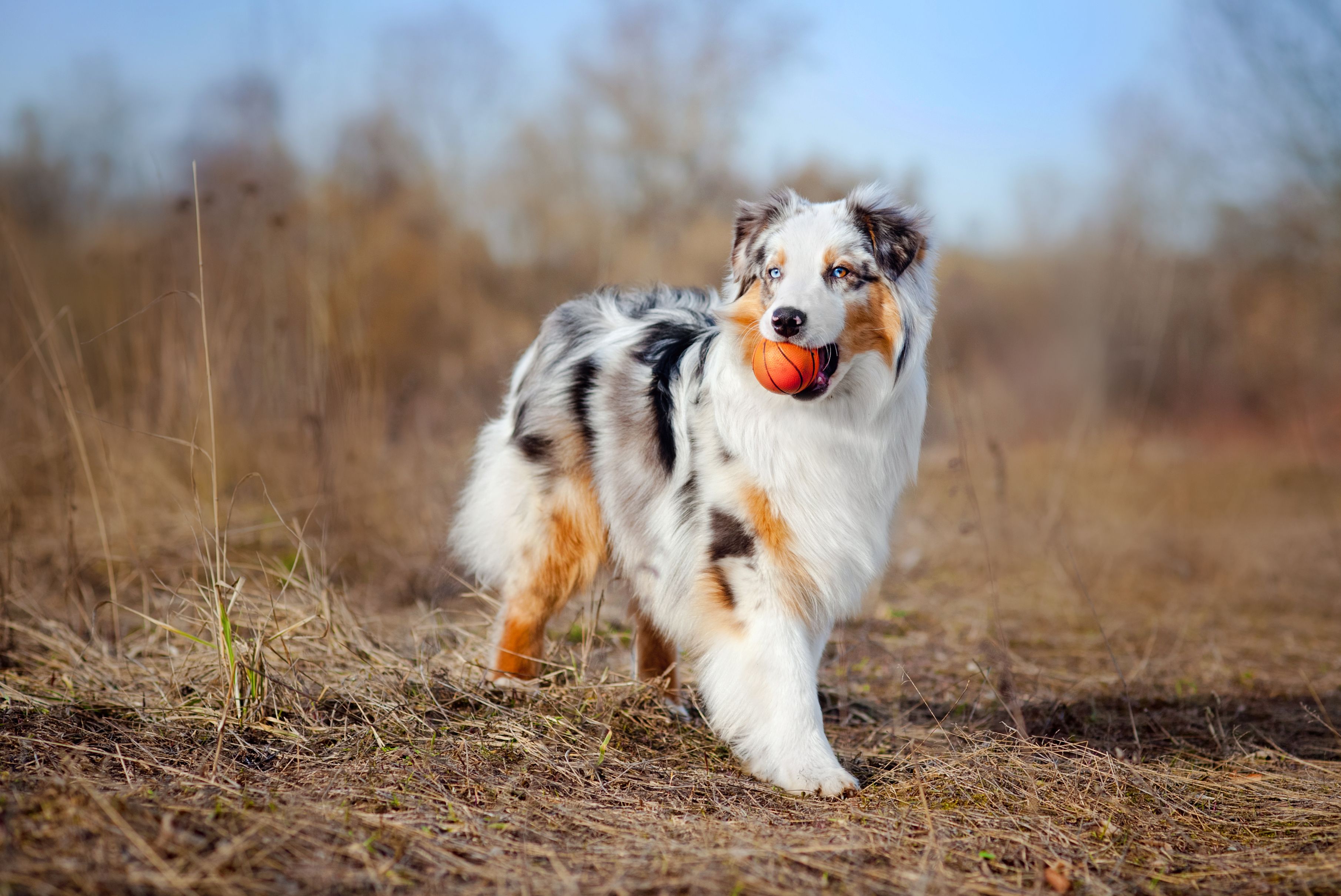 Australian Shepherd playing