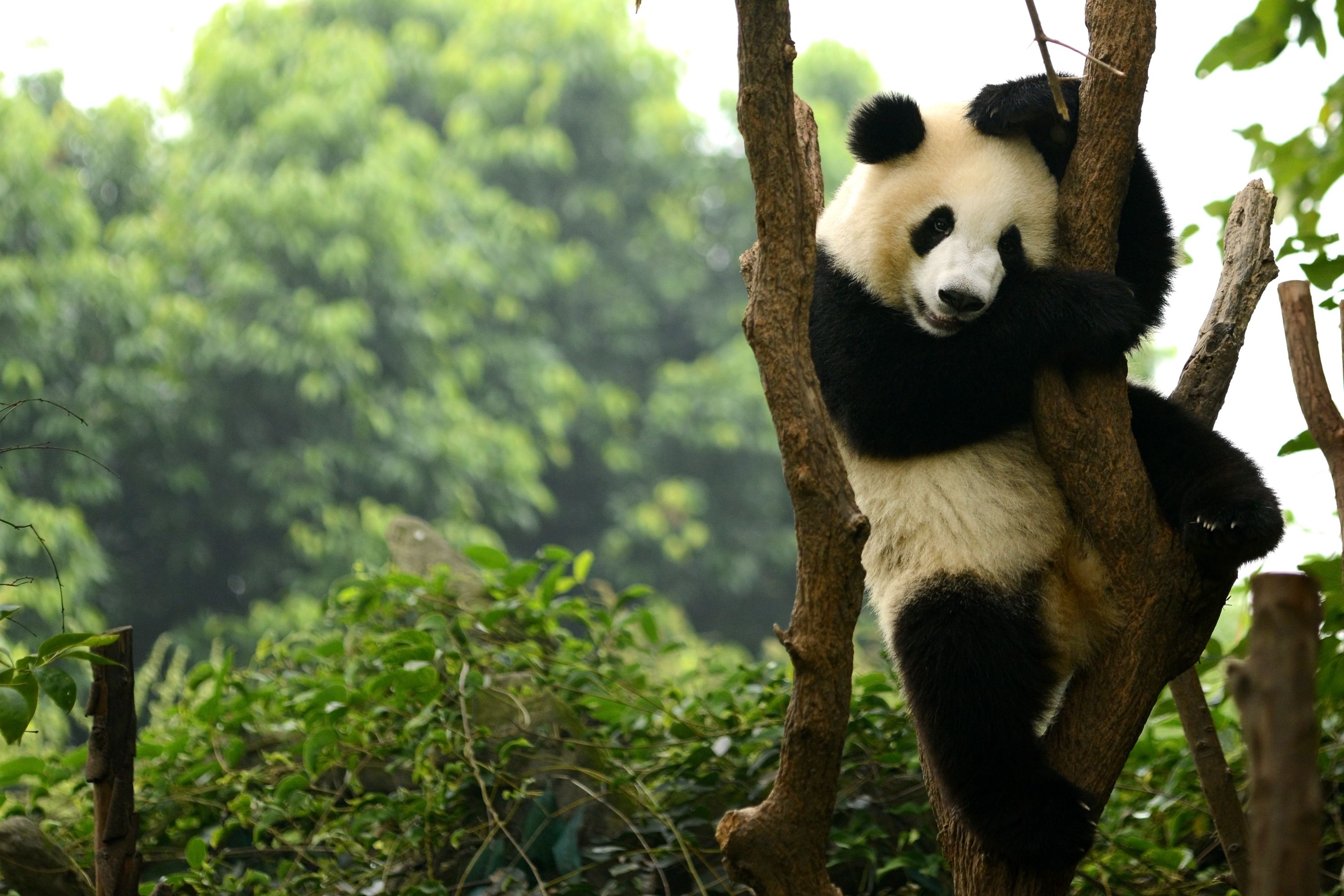 endangered species