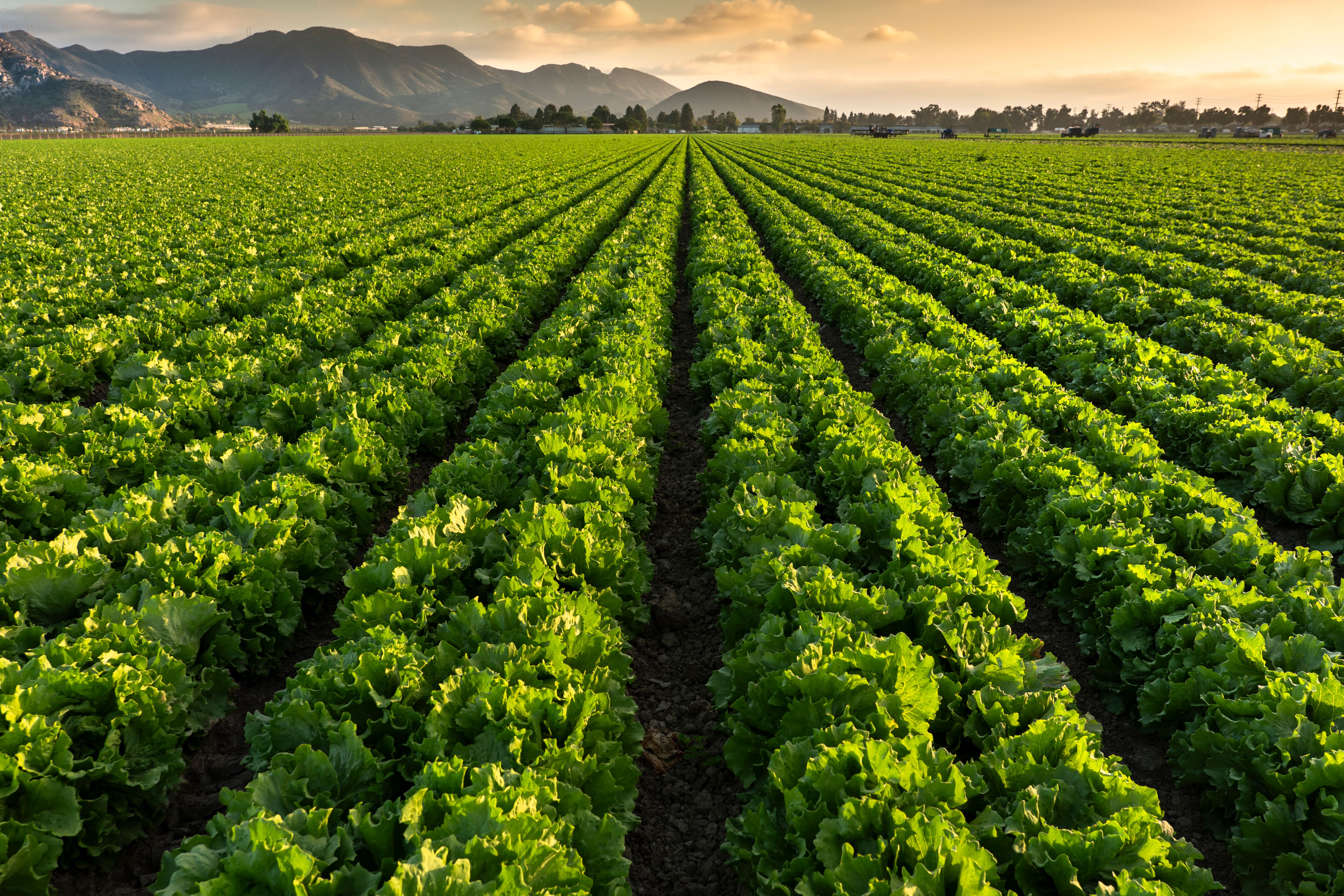 healthy crops