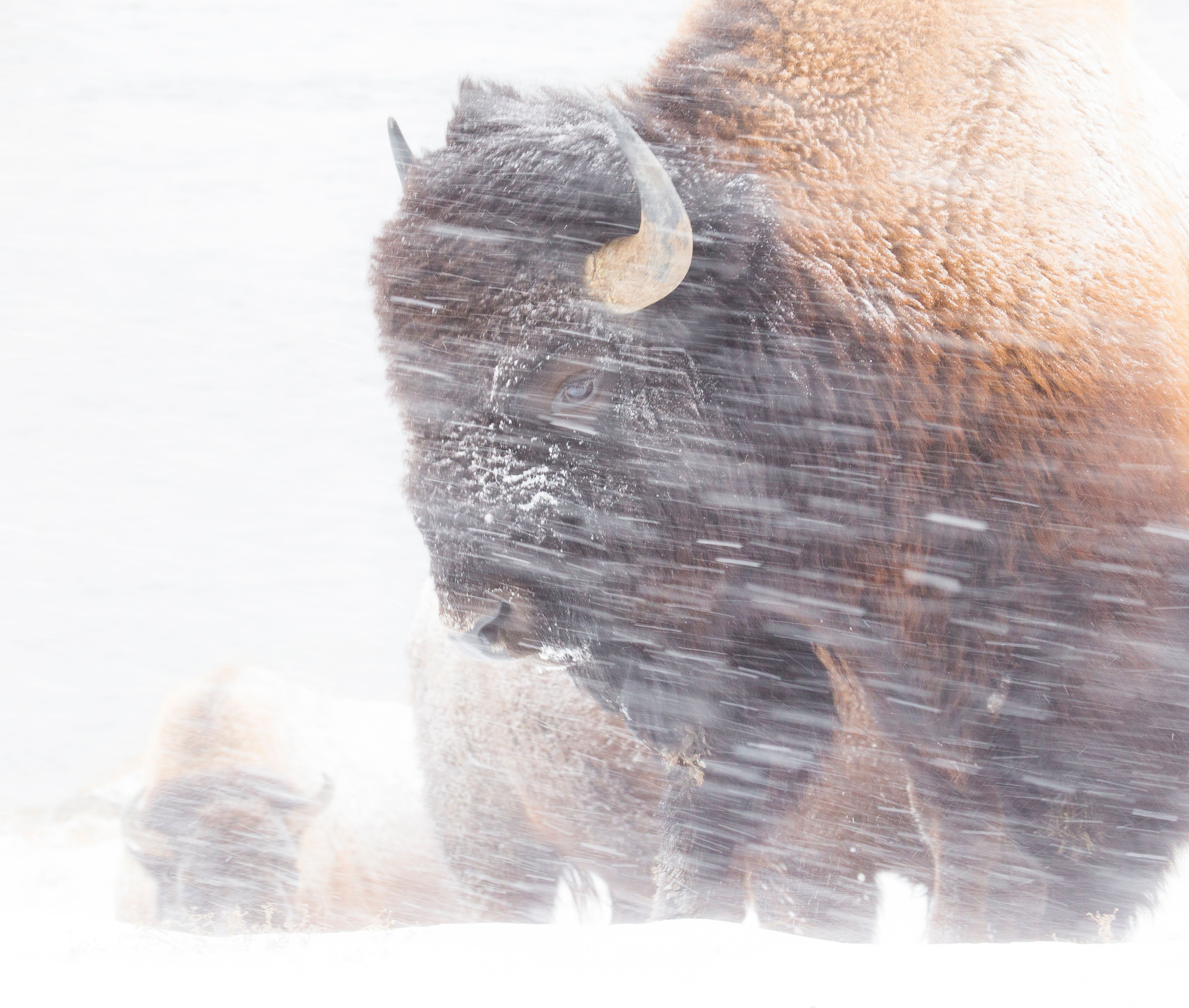snowy buffalo winter