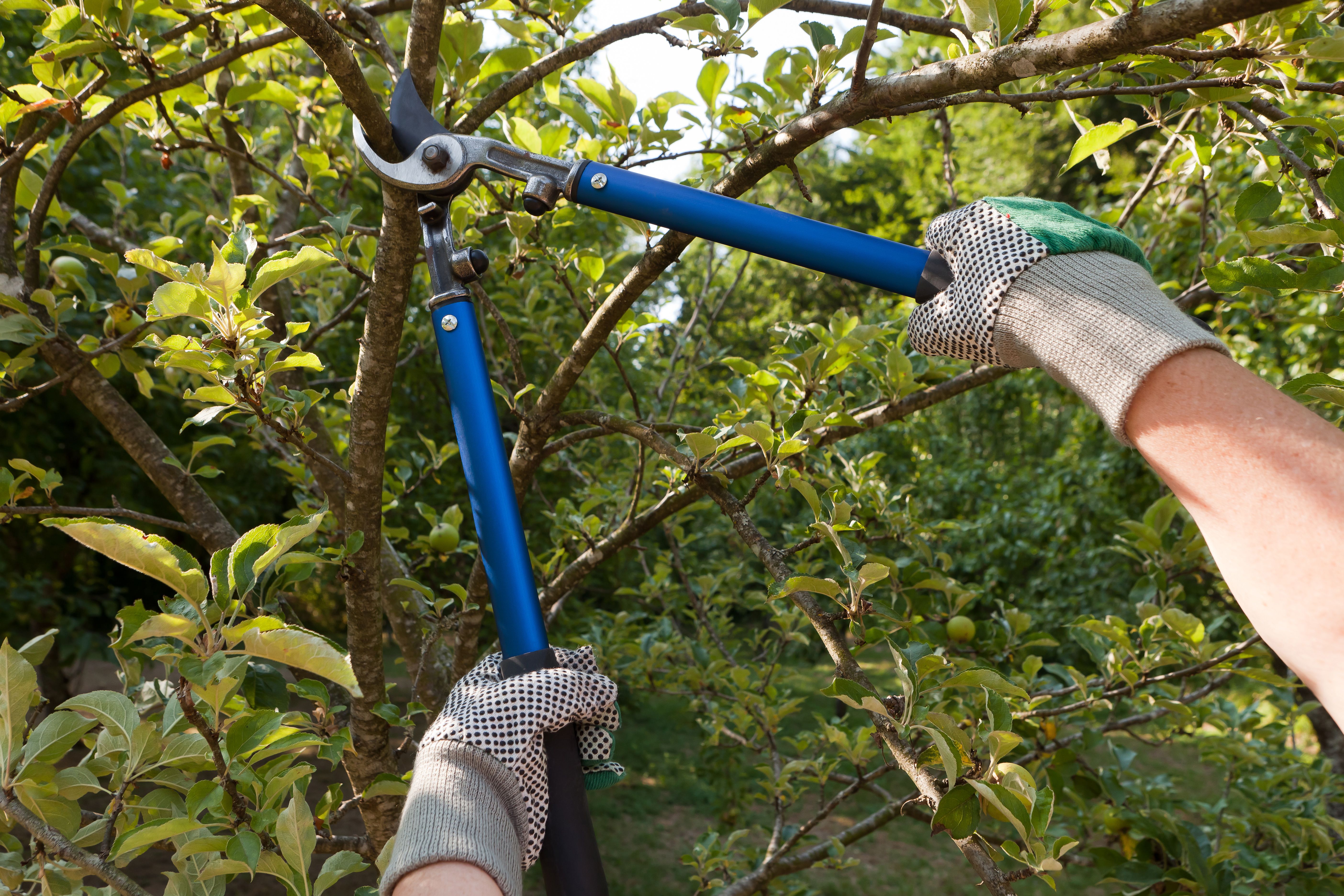 tree pruning tools