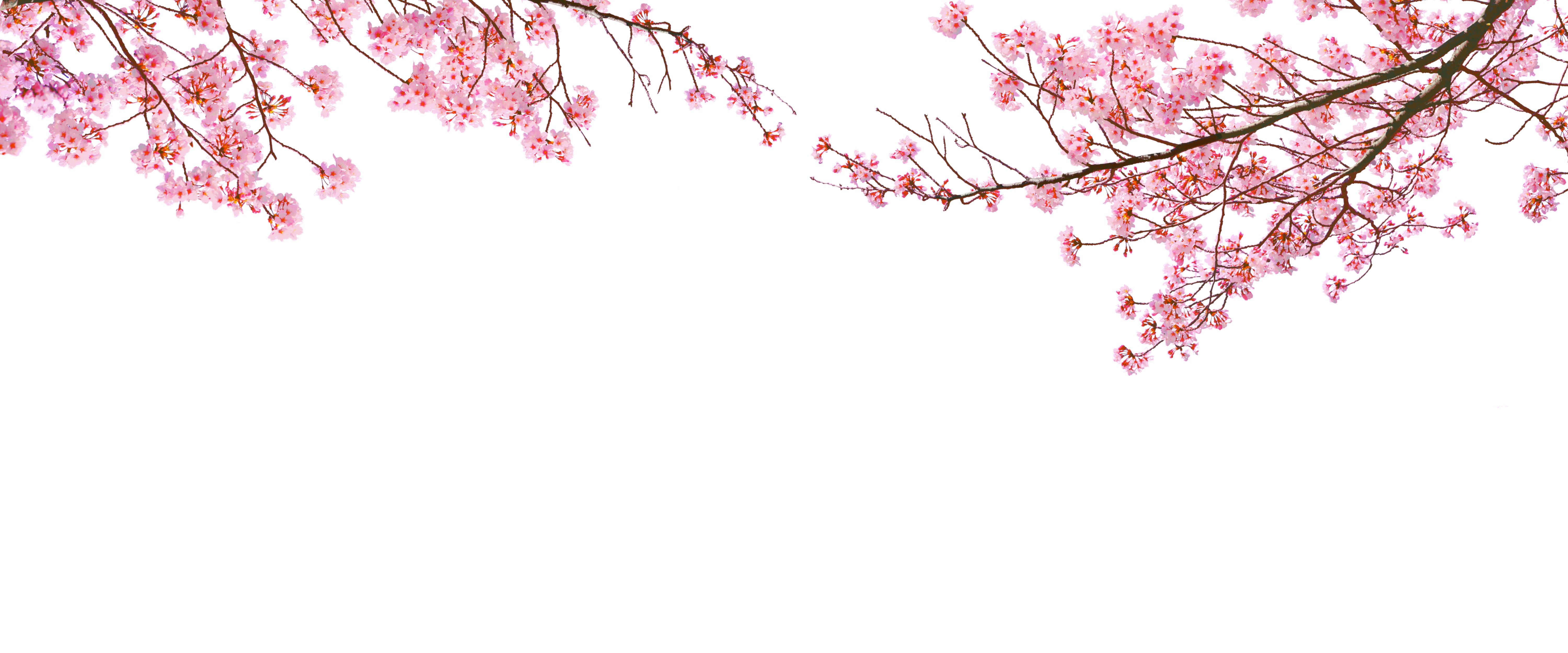 cherry blossoms