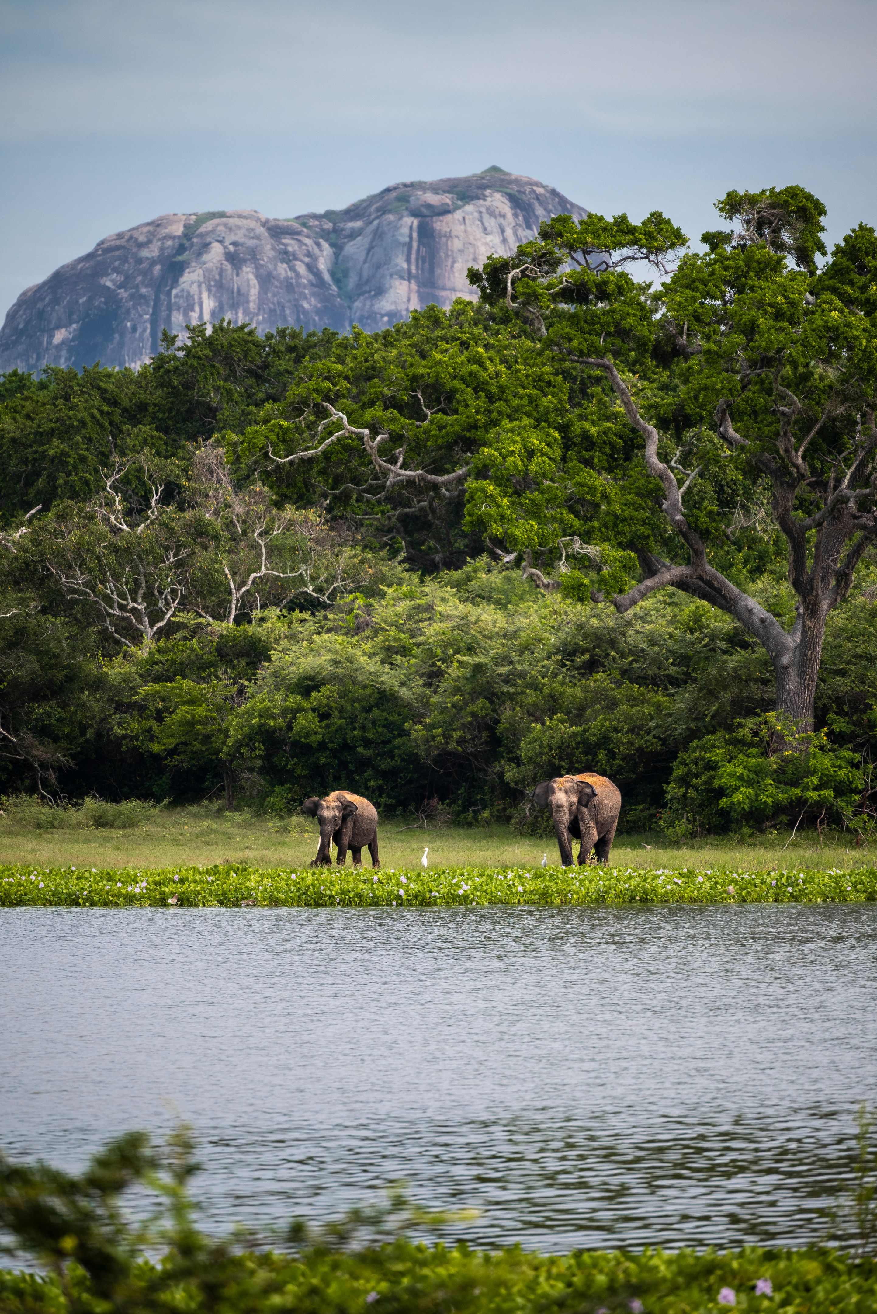 wildlife safari sri lanka