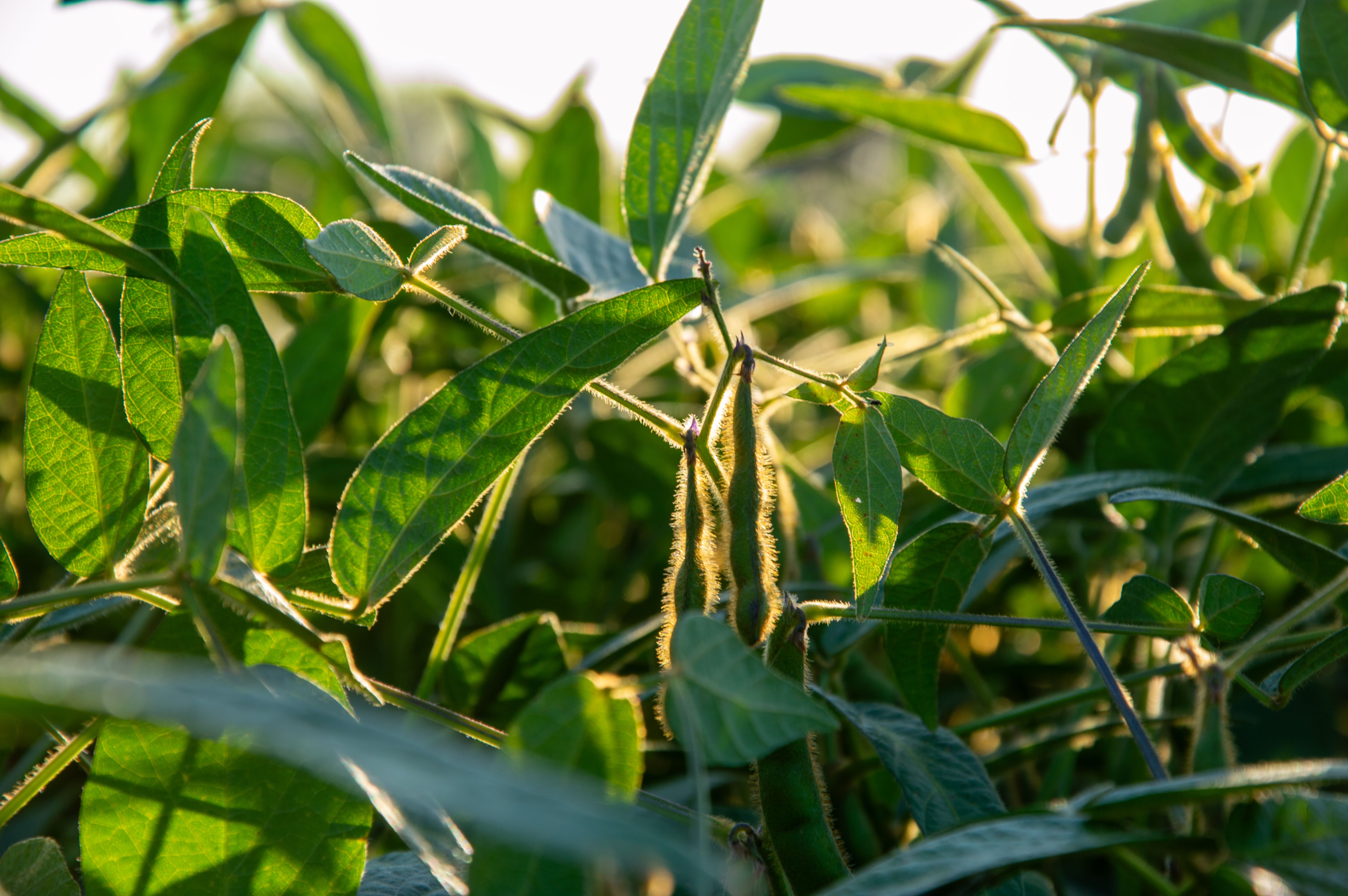 organic farming techniques