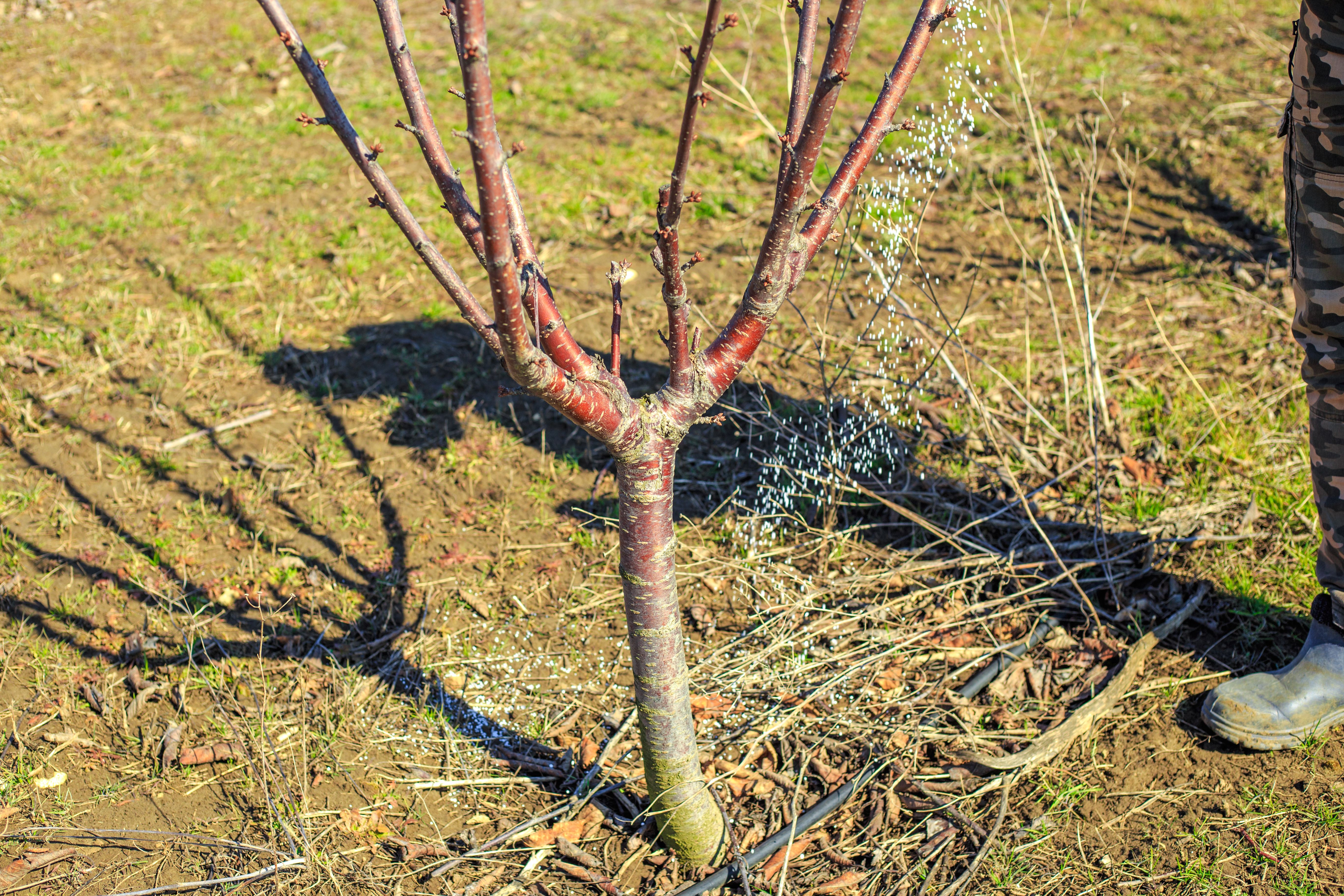 fertilizing trees
