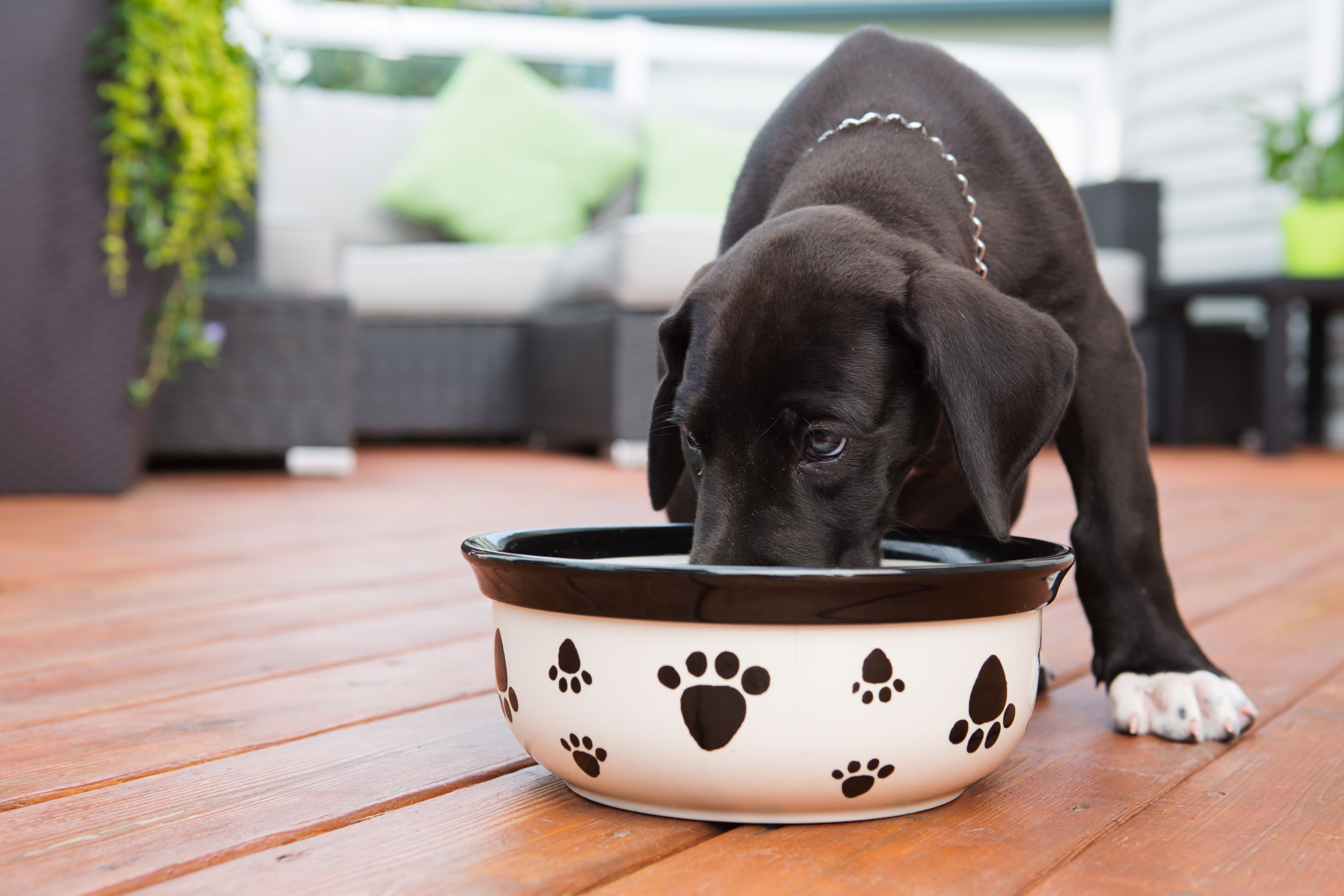dog food bowl