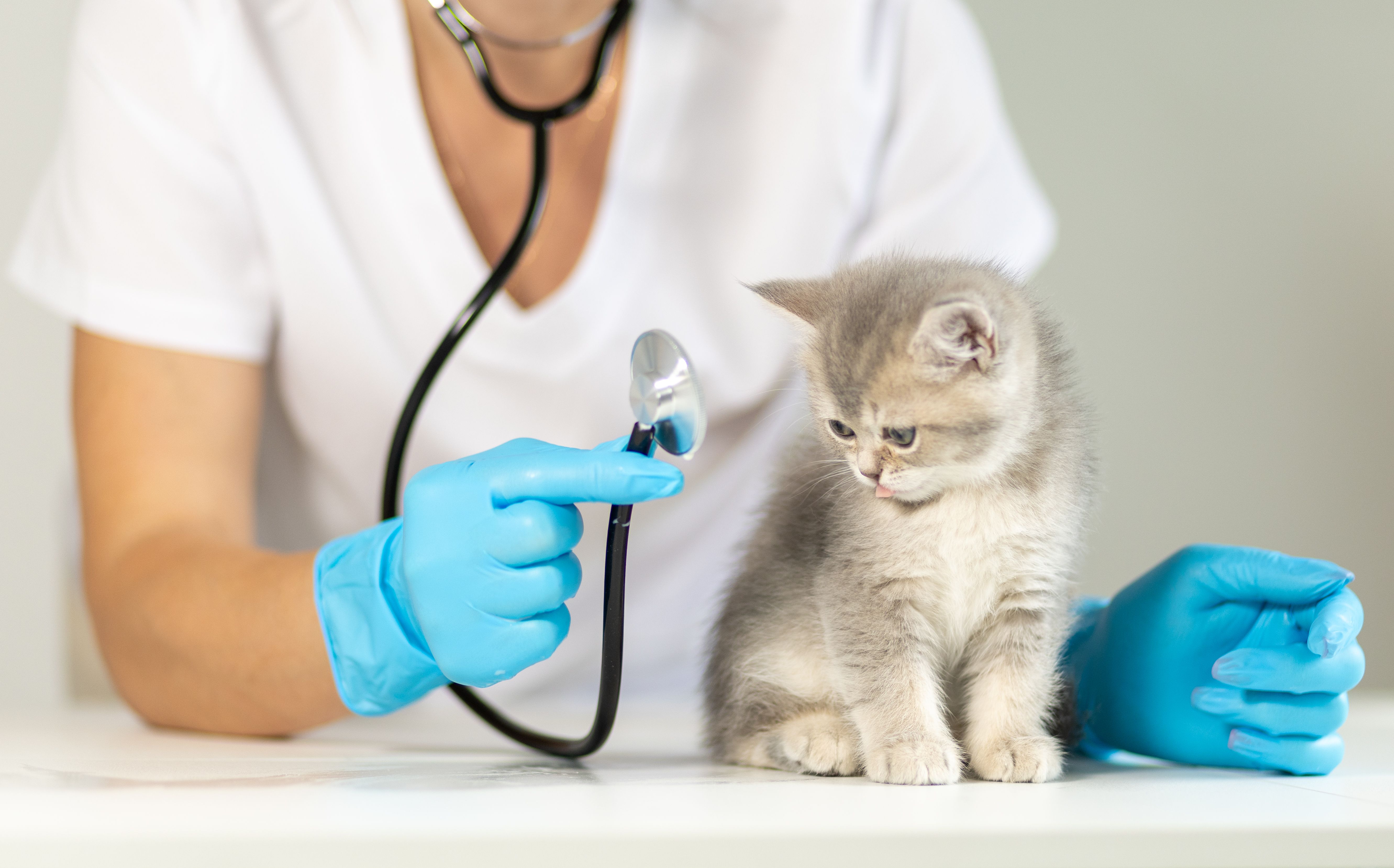 cat checkup