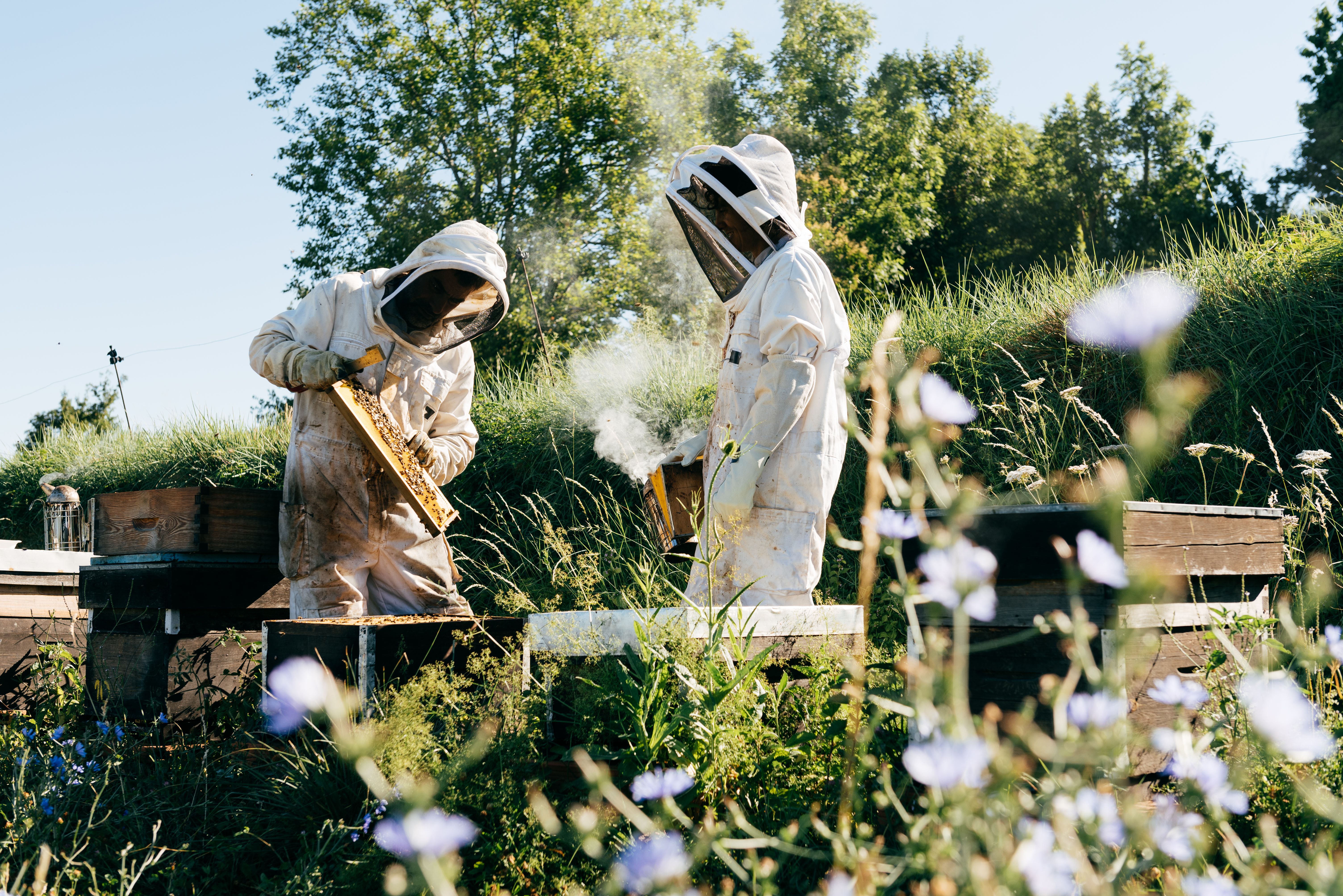beekeeping