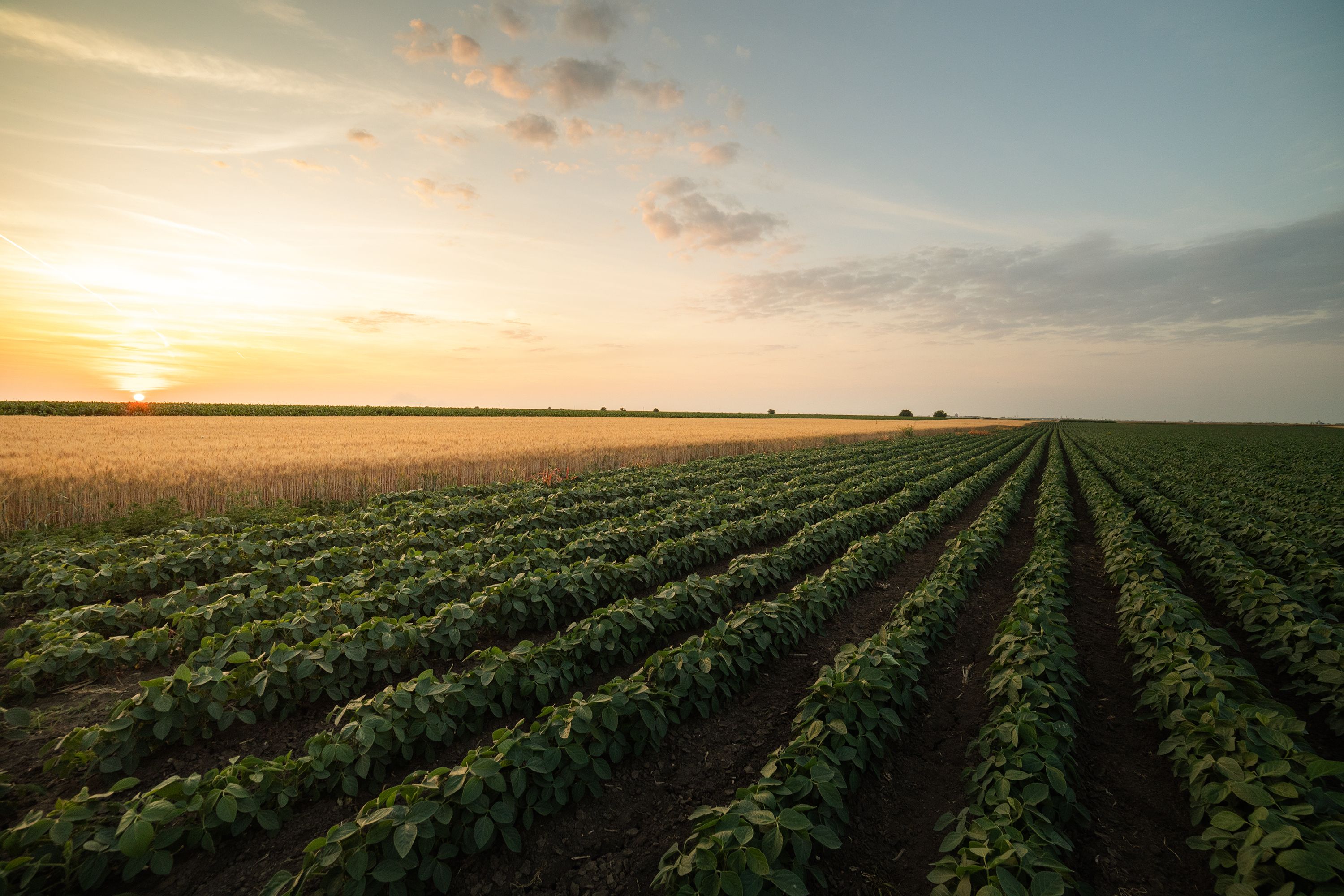 soybean field