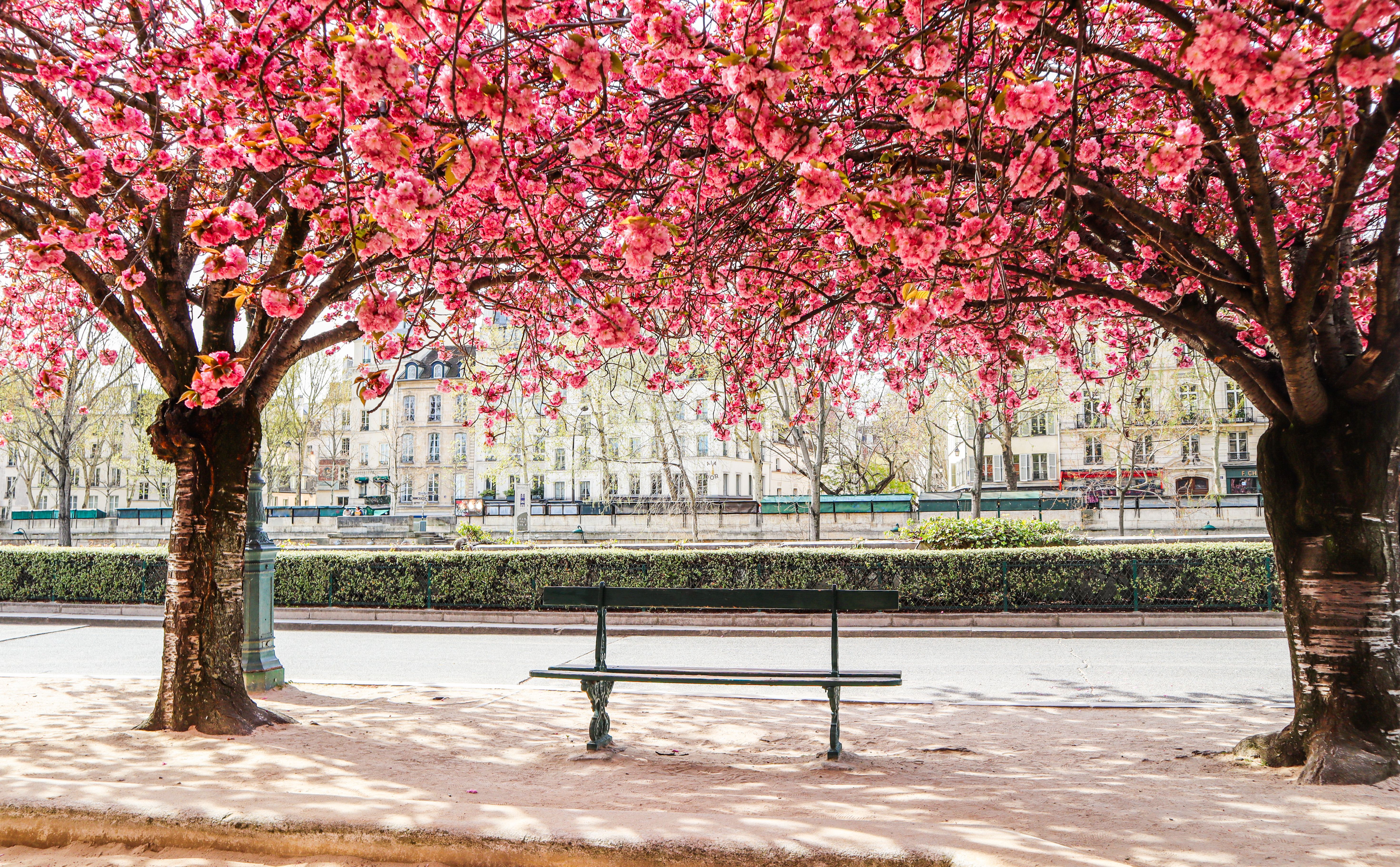 paris cherry blossoms