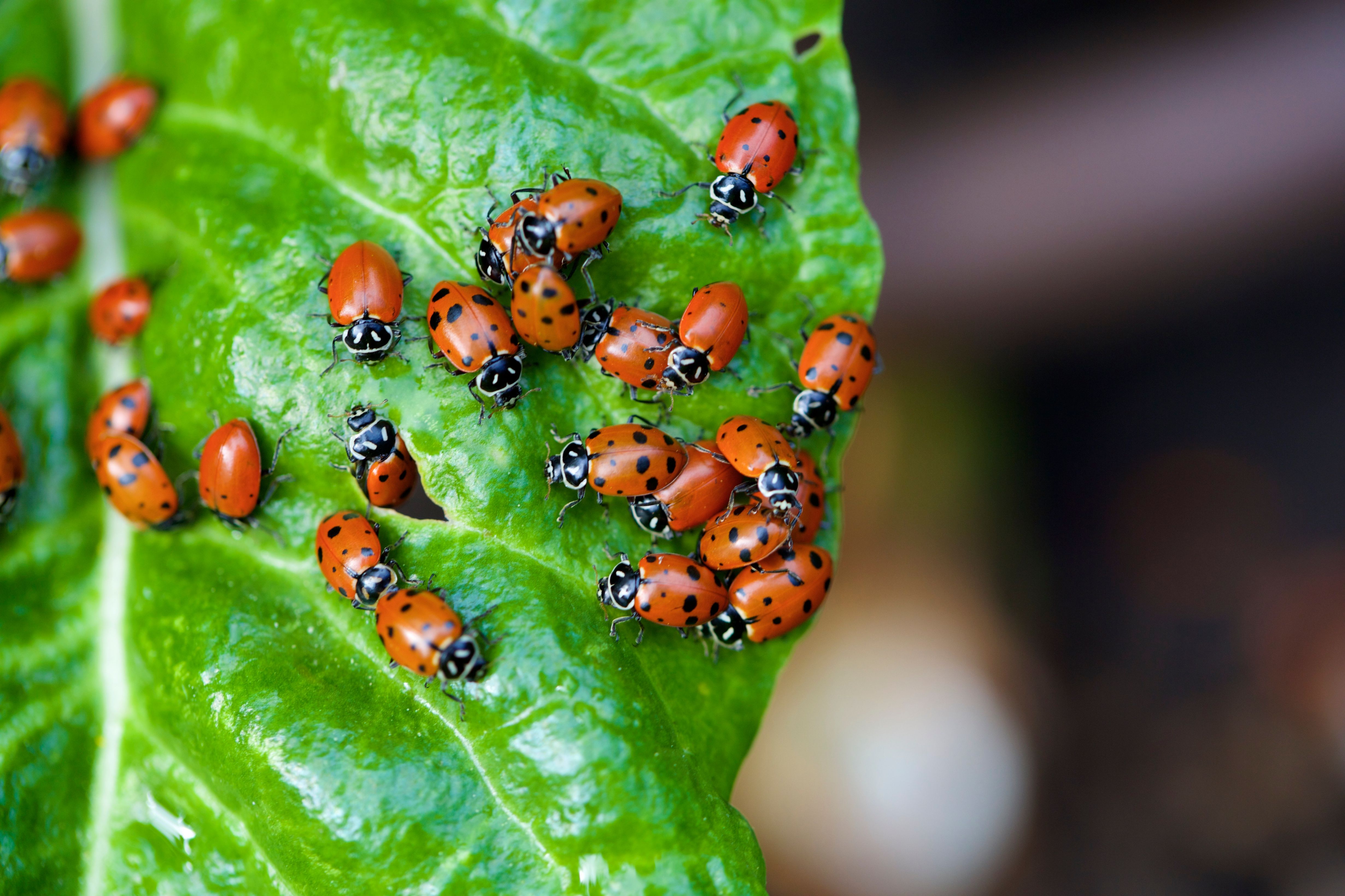 ladybug on plant