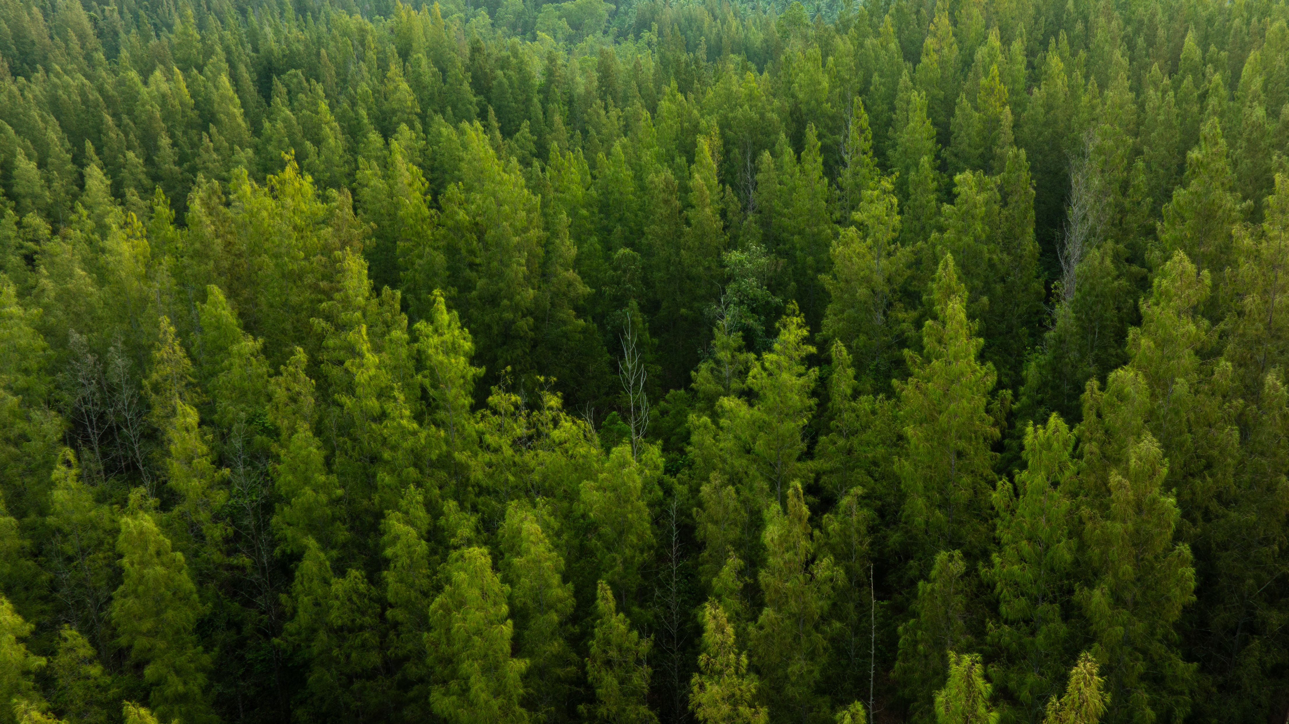 water conservation landscaping