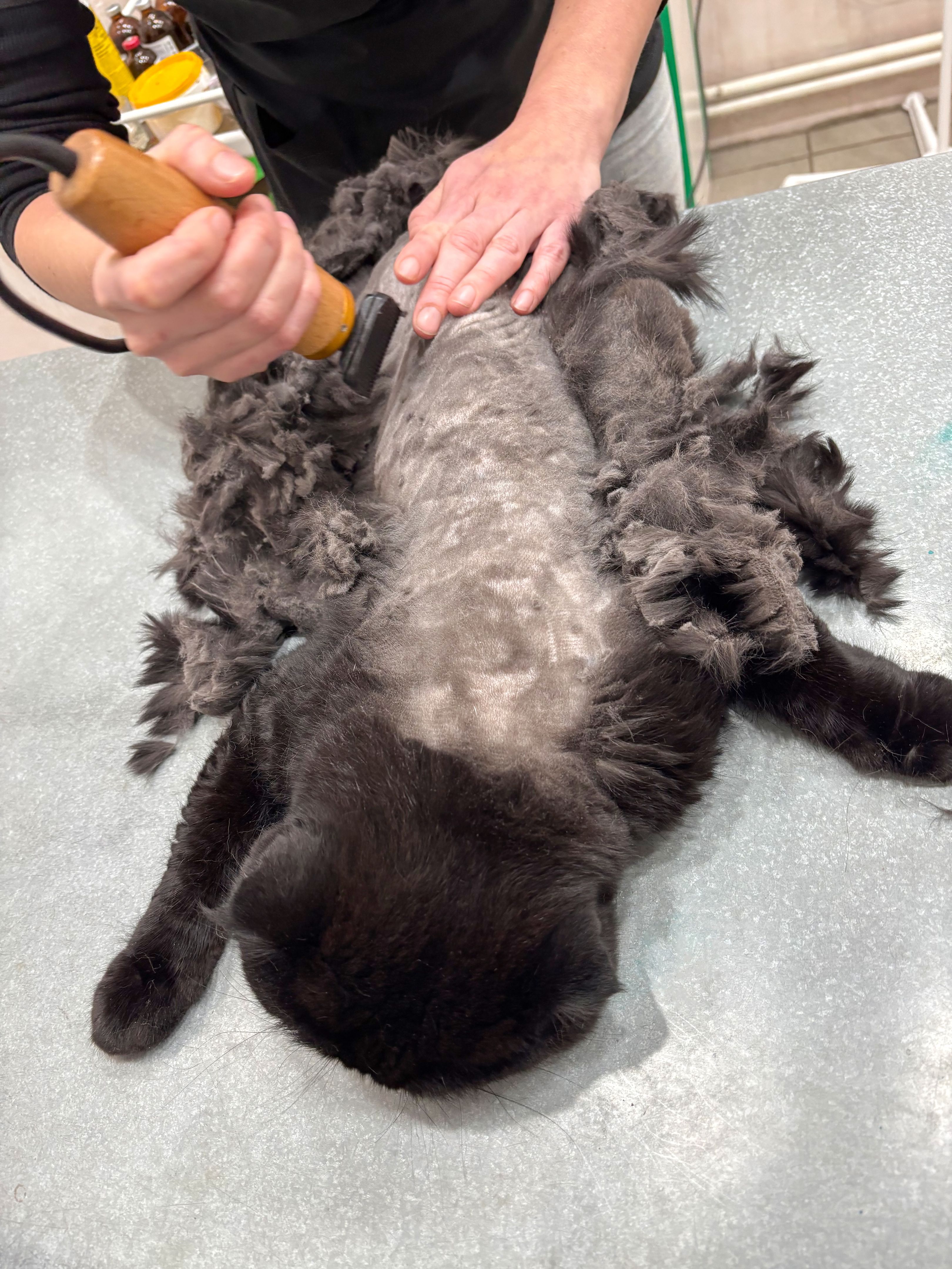 pet grooming supplies