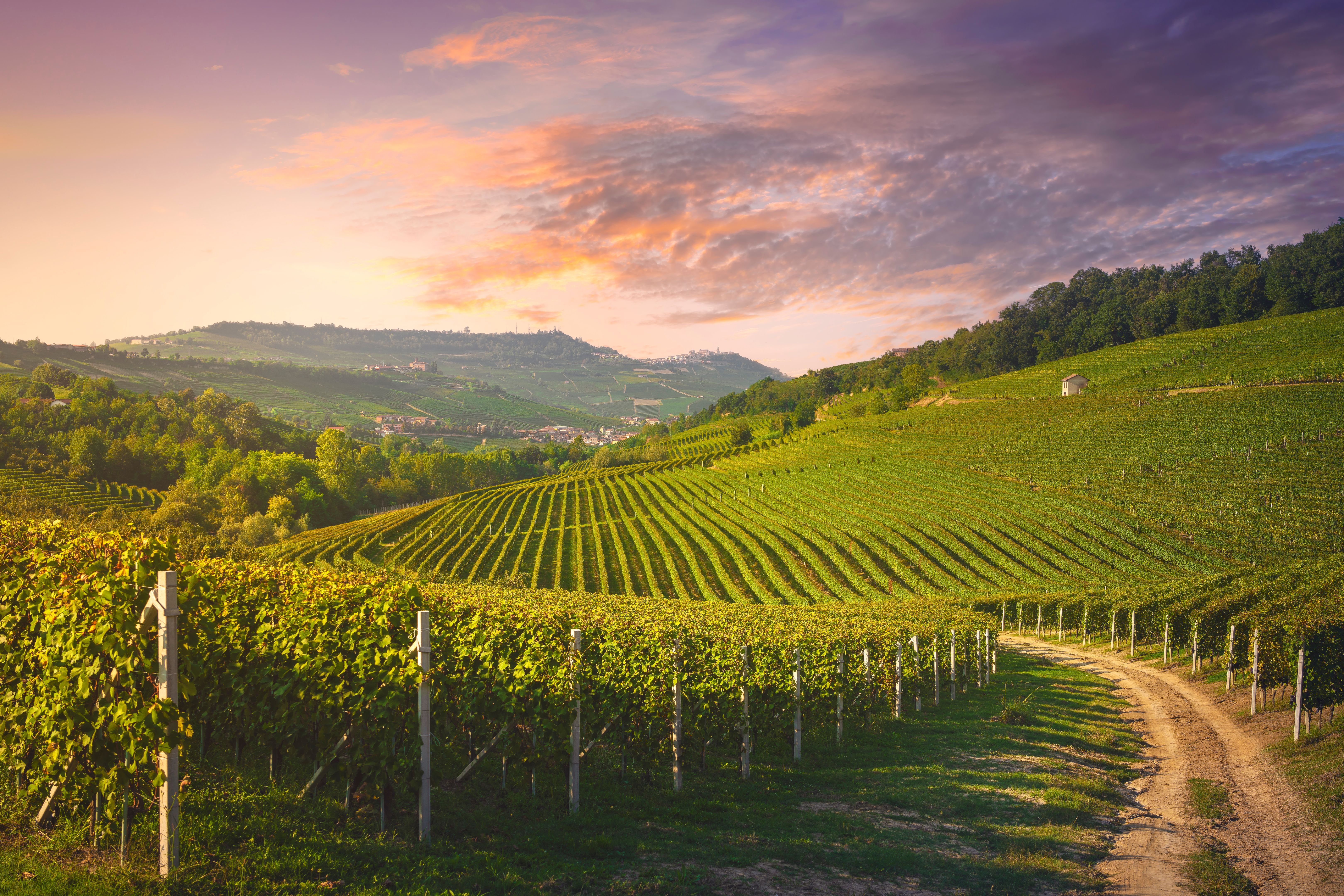 piedmont vineyard