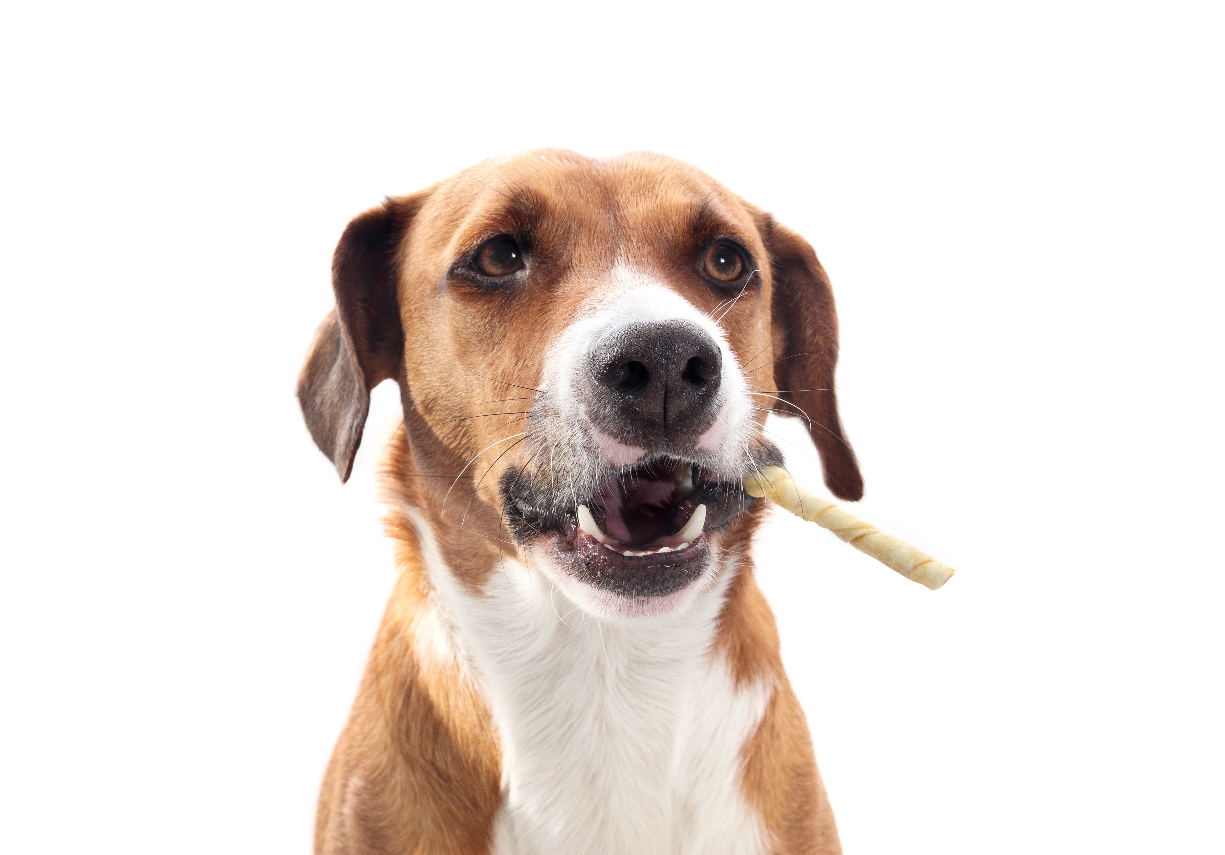 dog eating treat