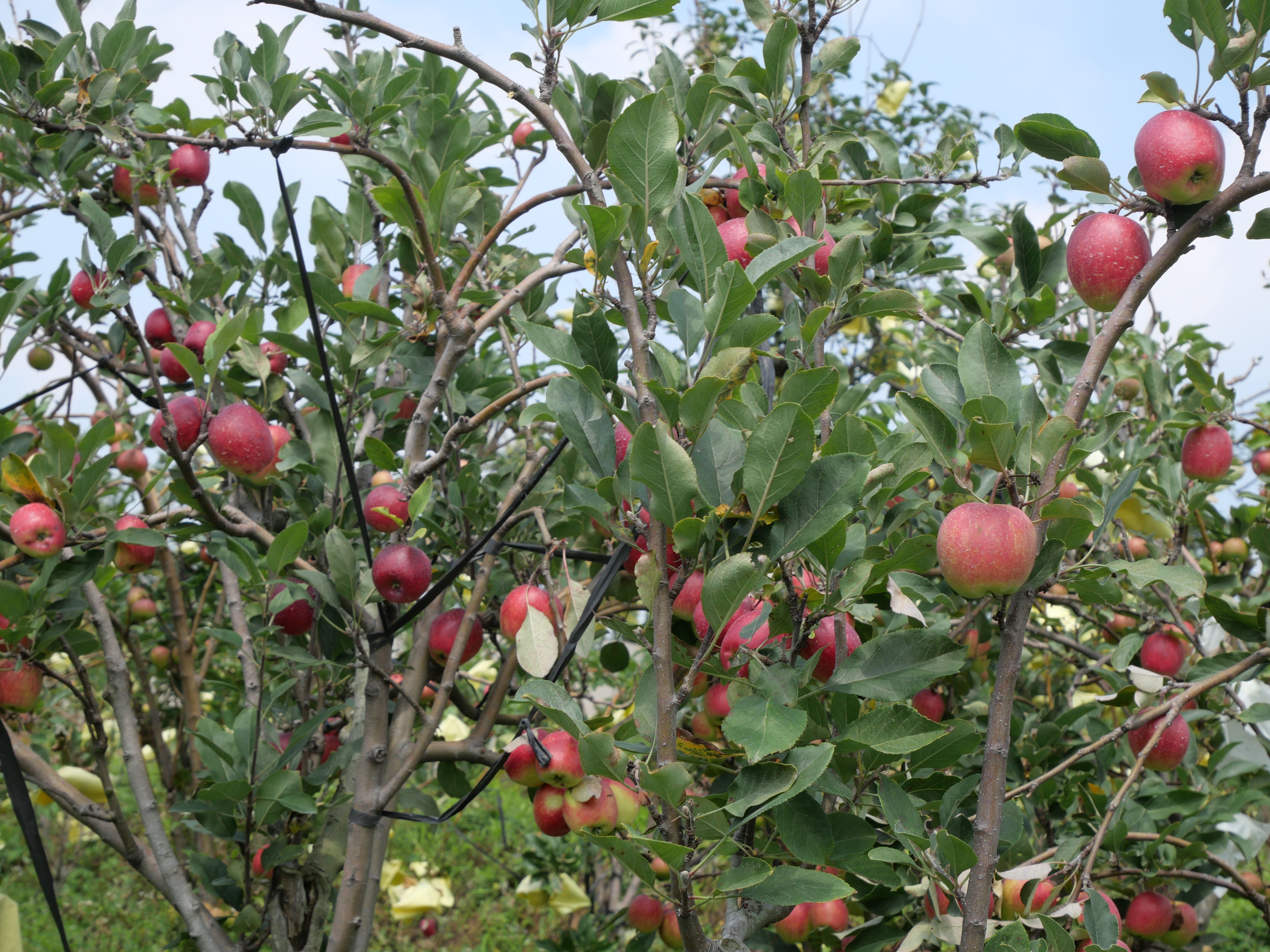 Apple (apples malang. indonesia)