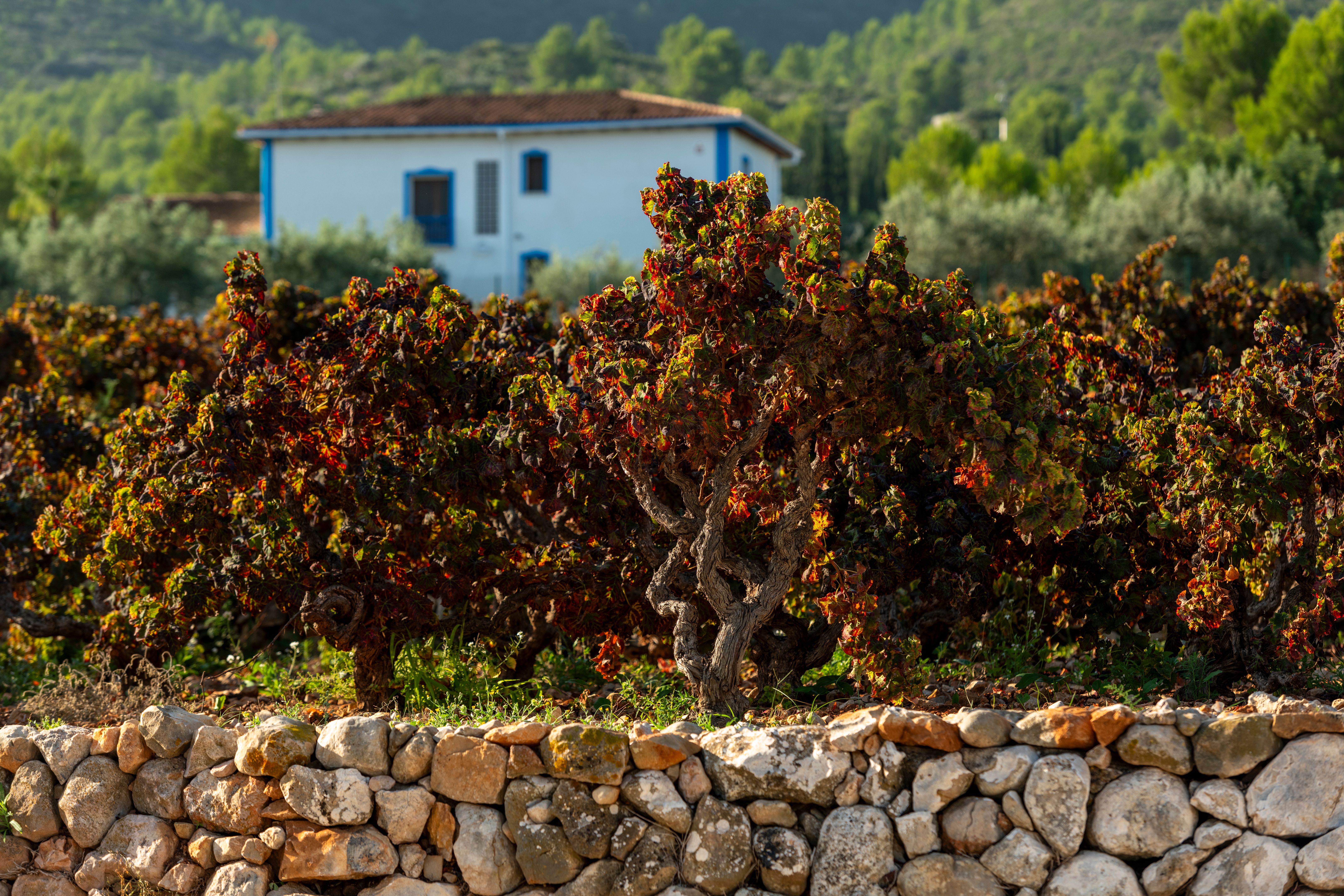 akrotiri autumn vineyard