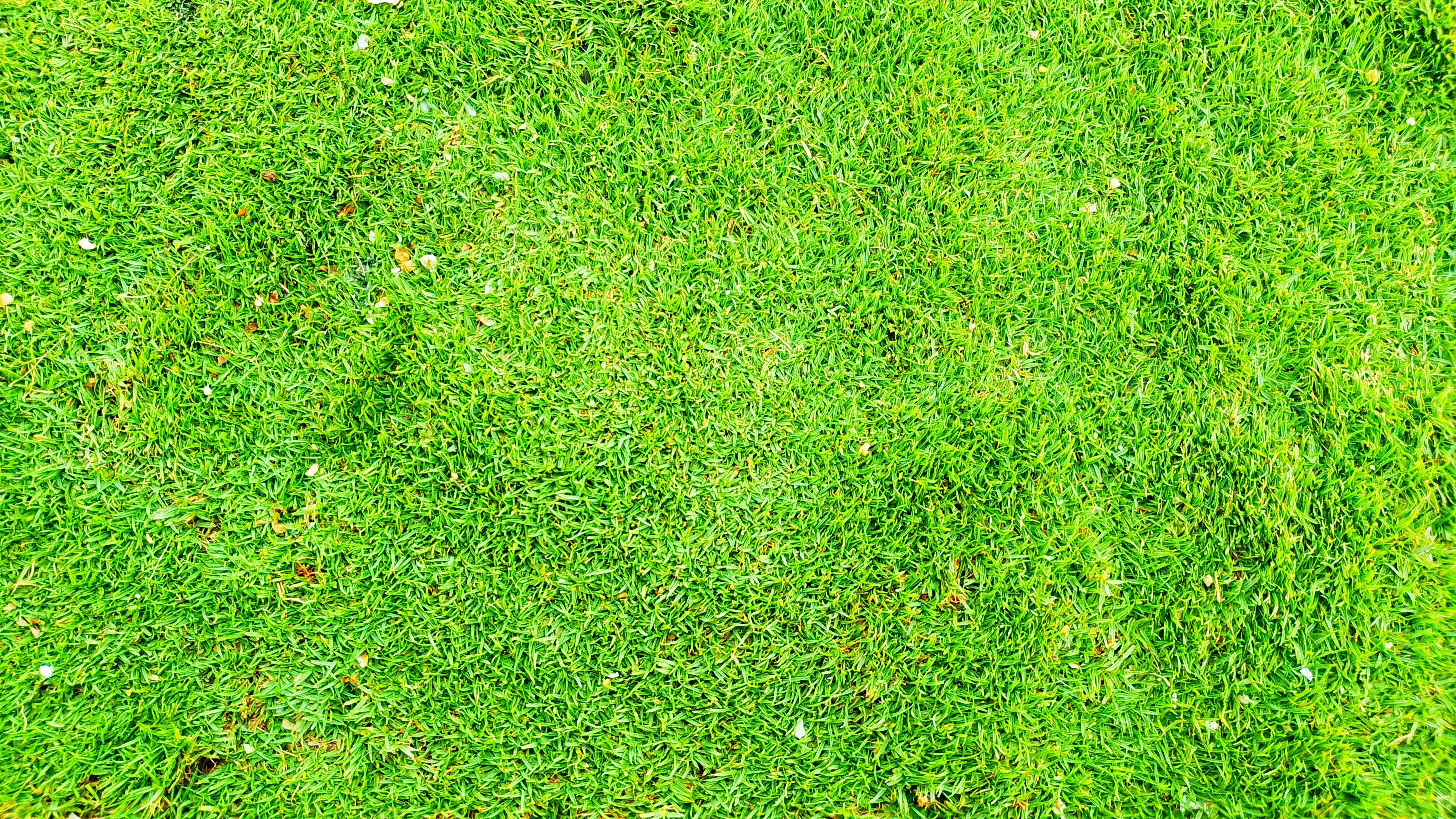 bermuda grass lawn