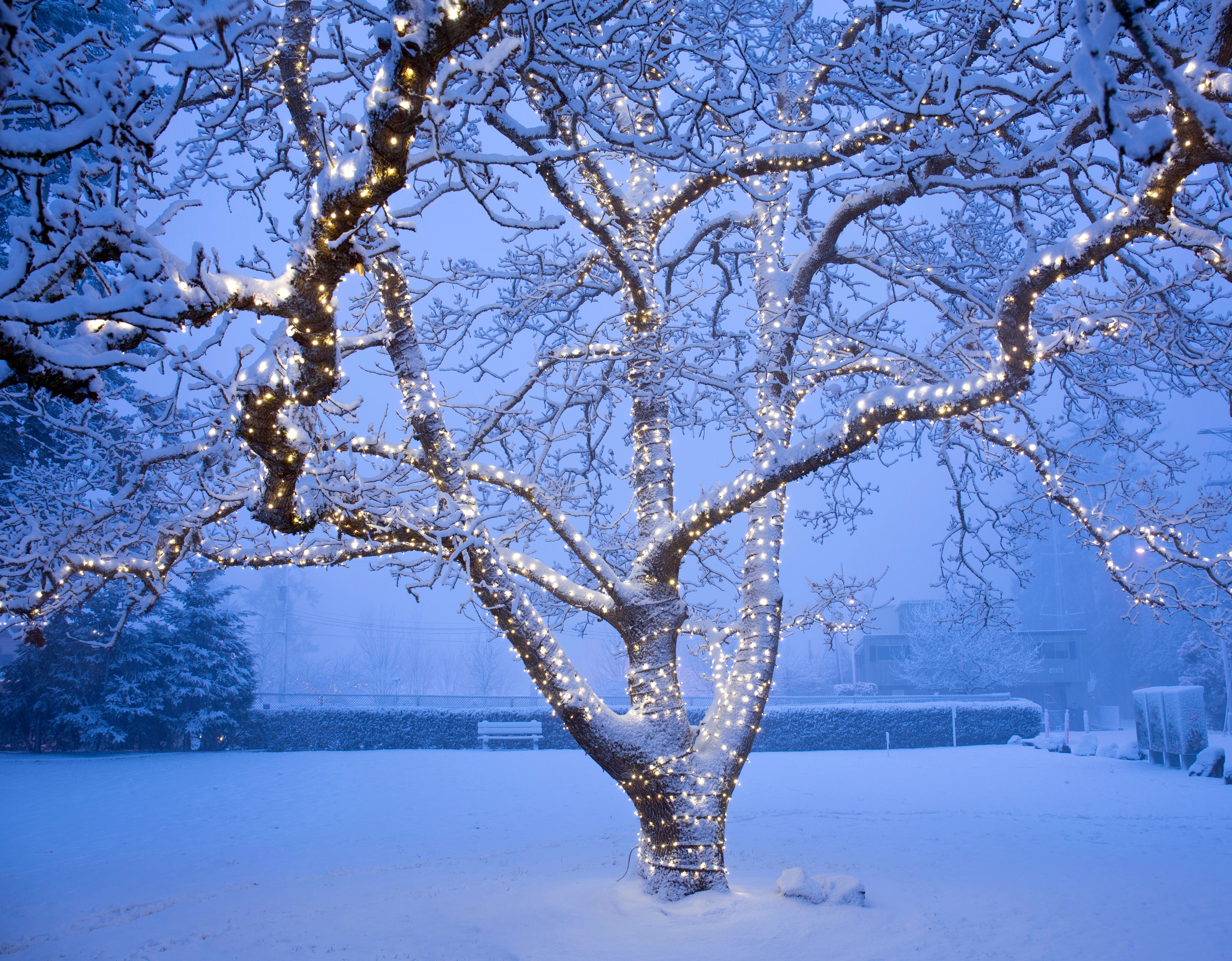 Tree with lights during snow storm