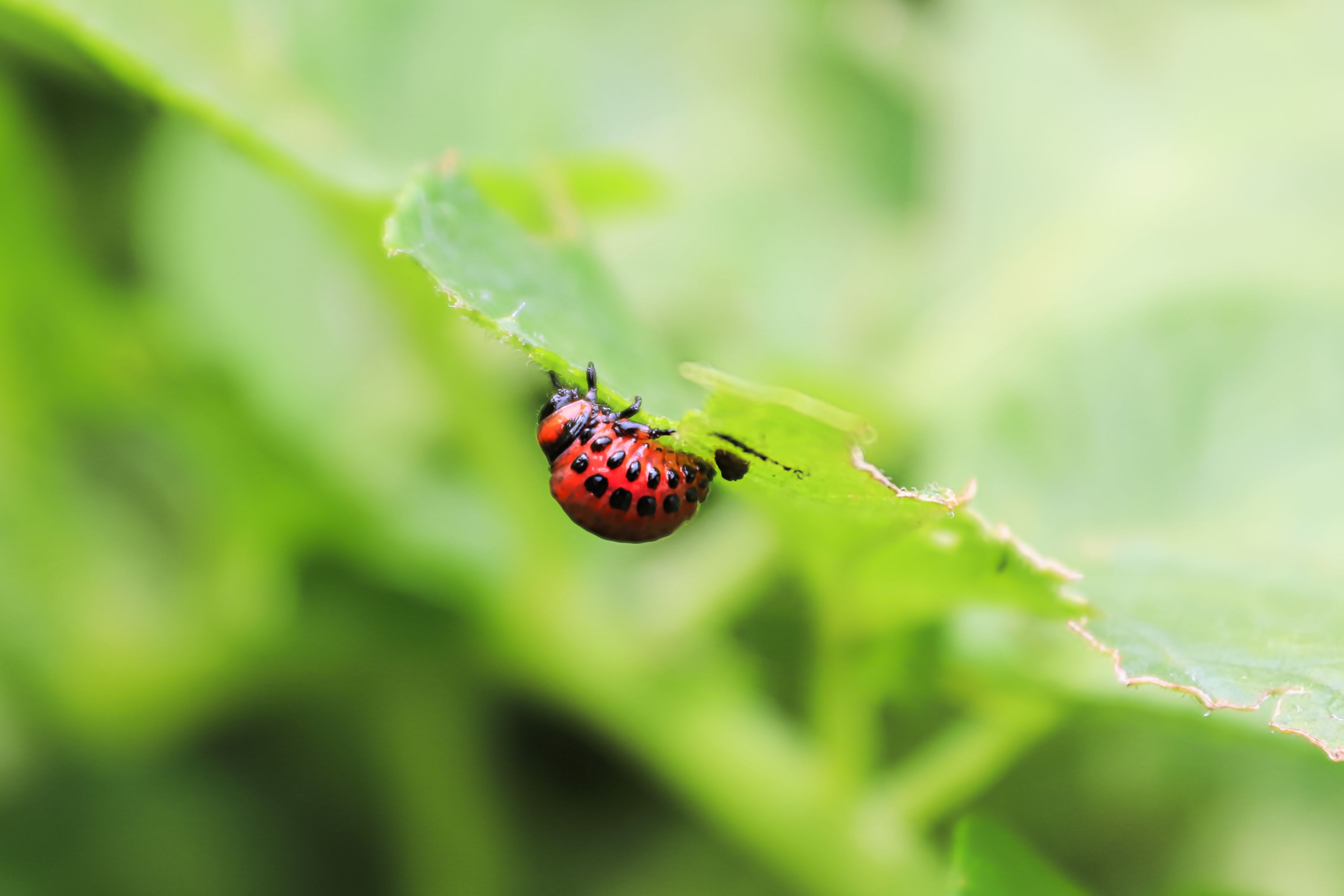 preventive pest management