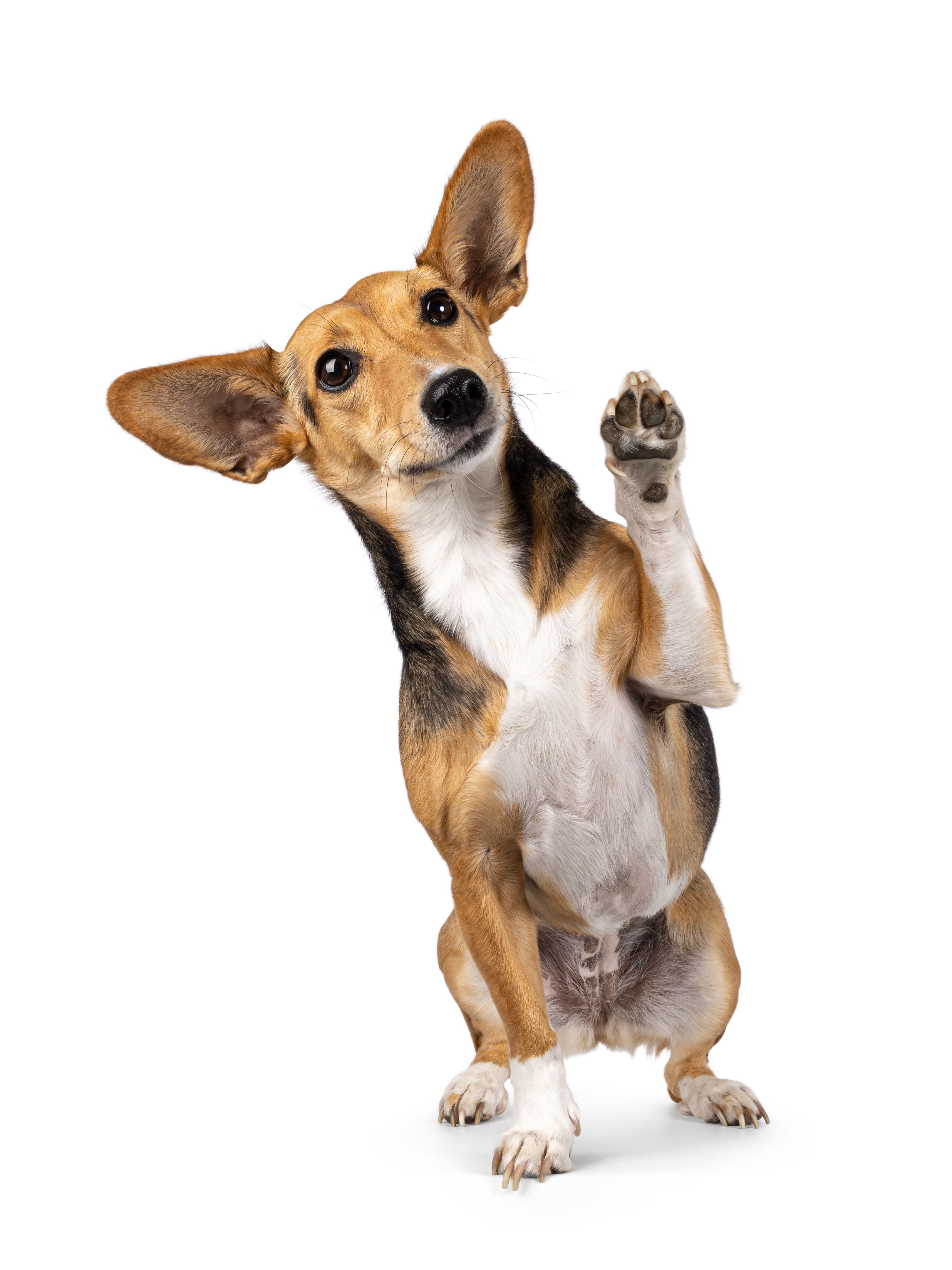 dog paws