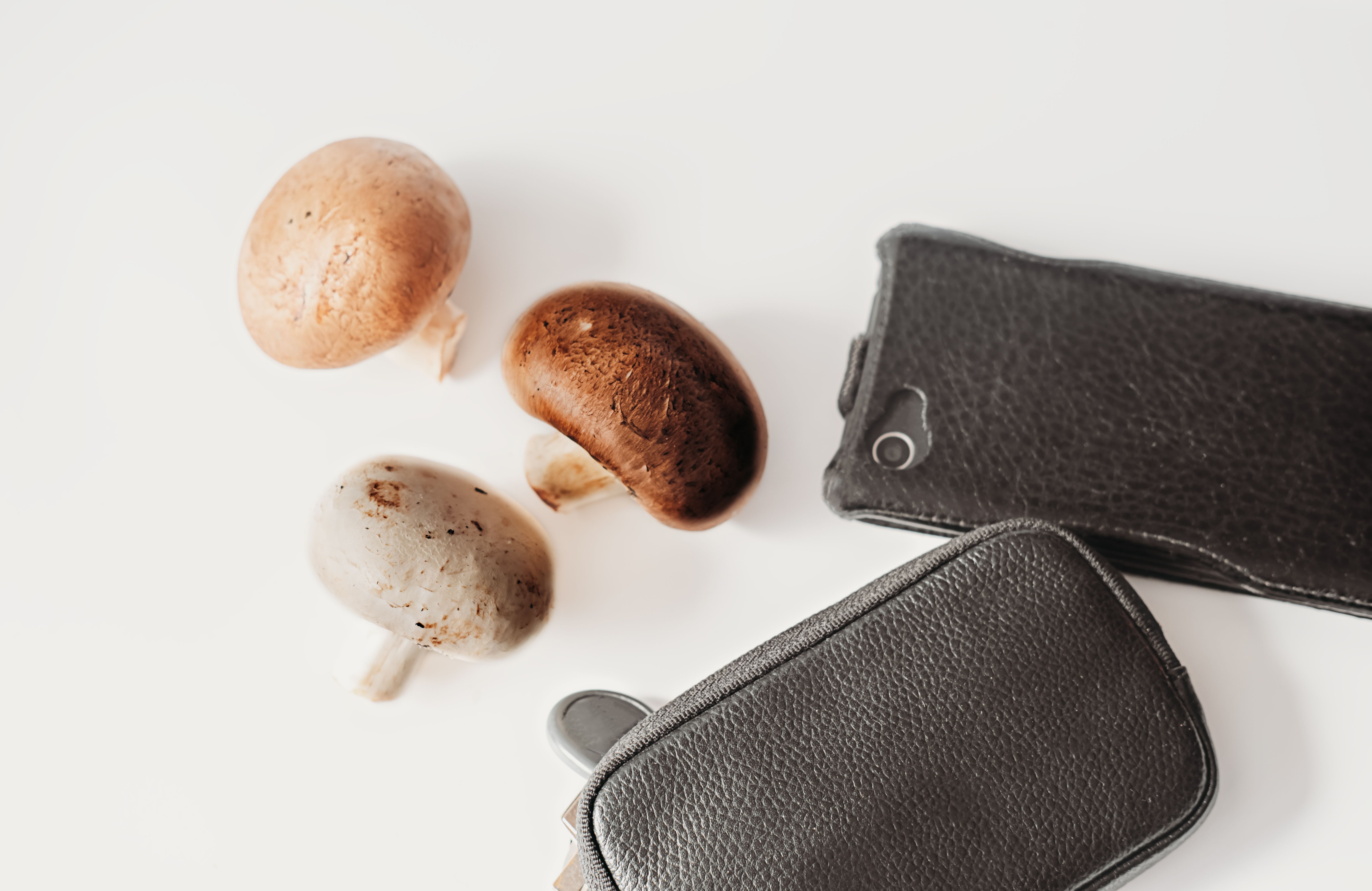 biodegradable phone case