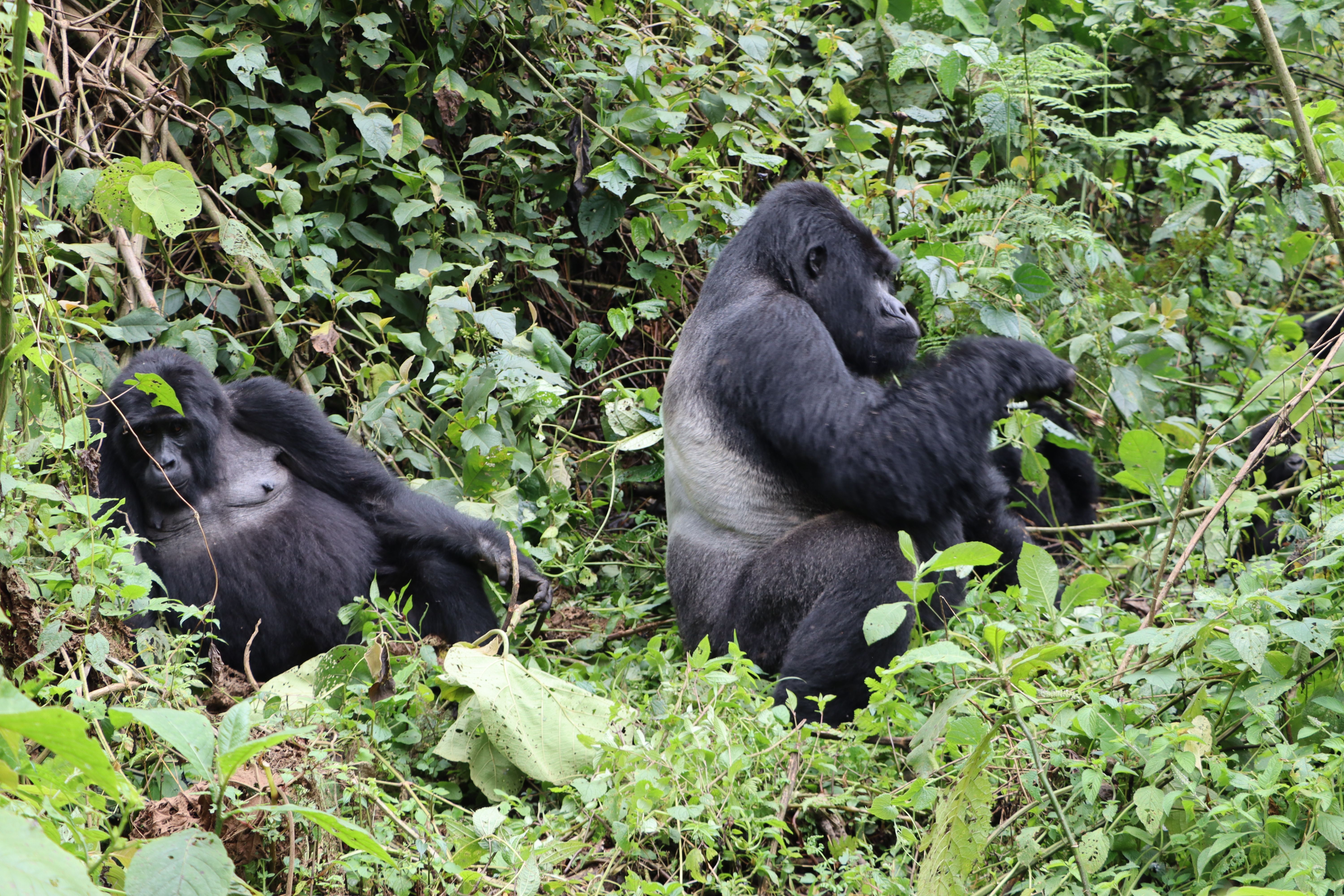 gorilla trekking